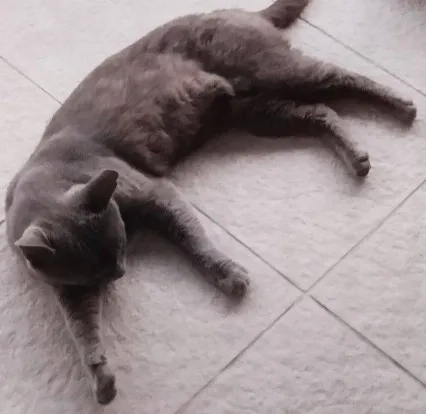 Cakiki - Улица Романијска, Параћин