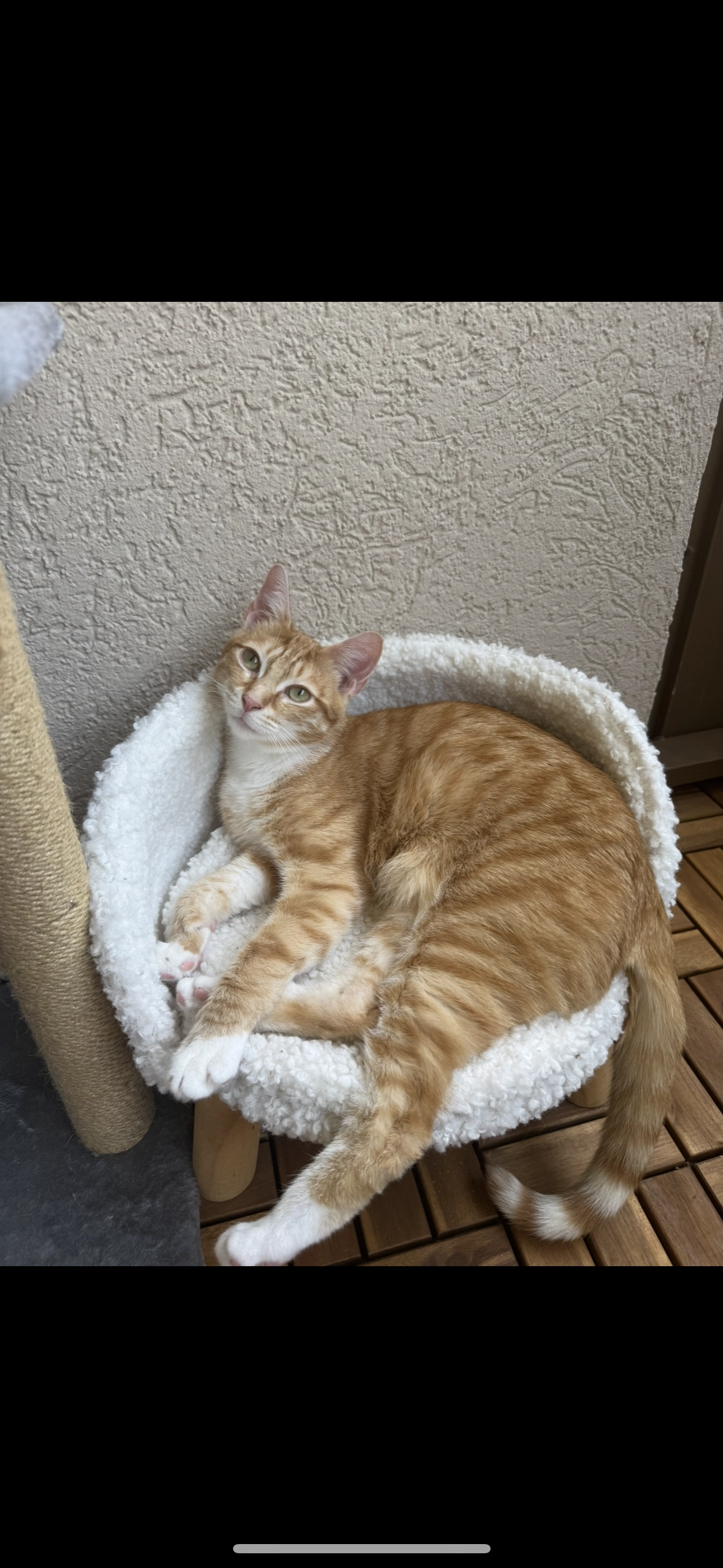 Nacho  - Lechstraße, Braunschweig