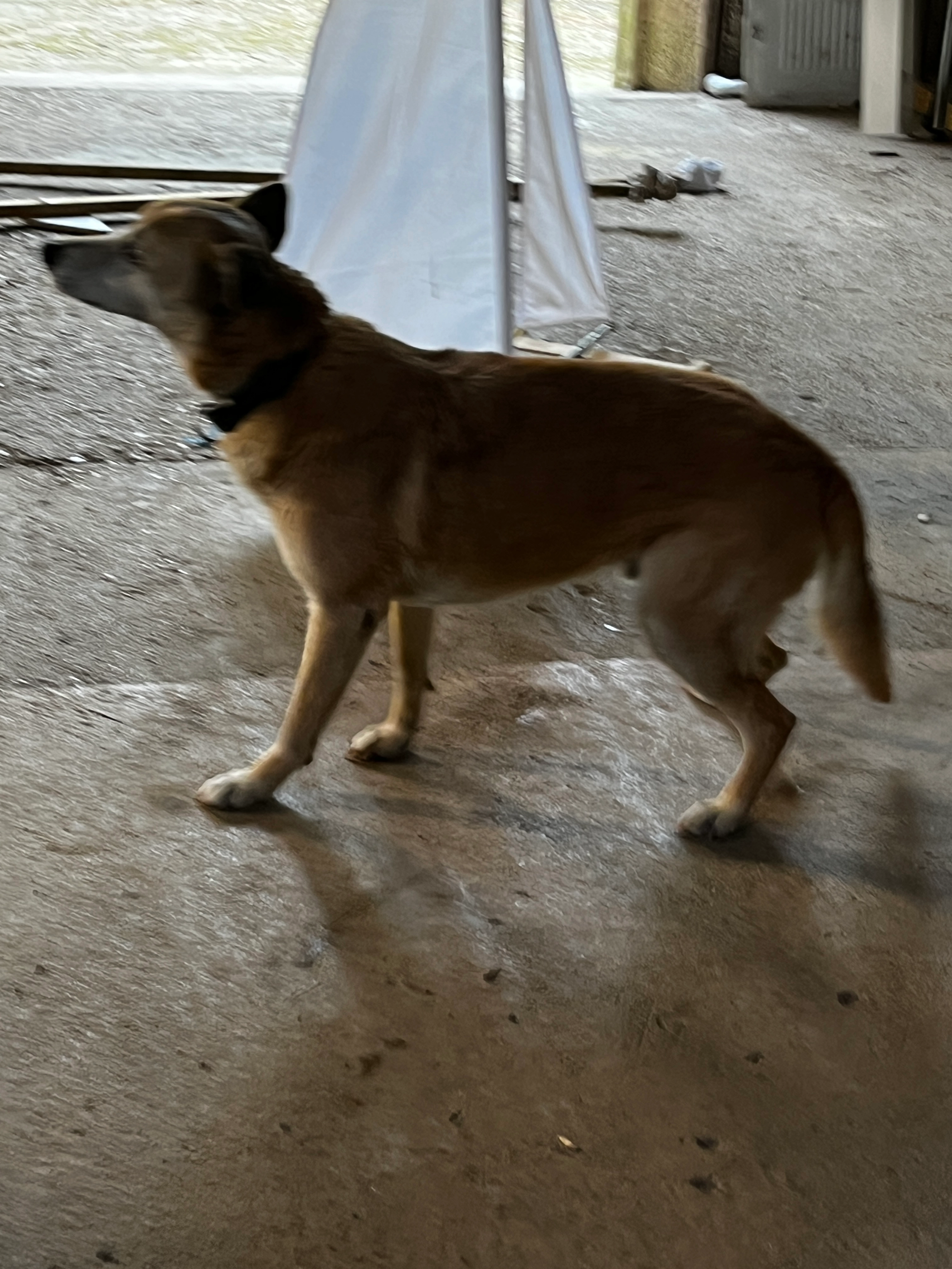 Kaipi  - Chemin Du Stade, Réalville