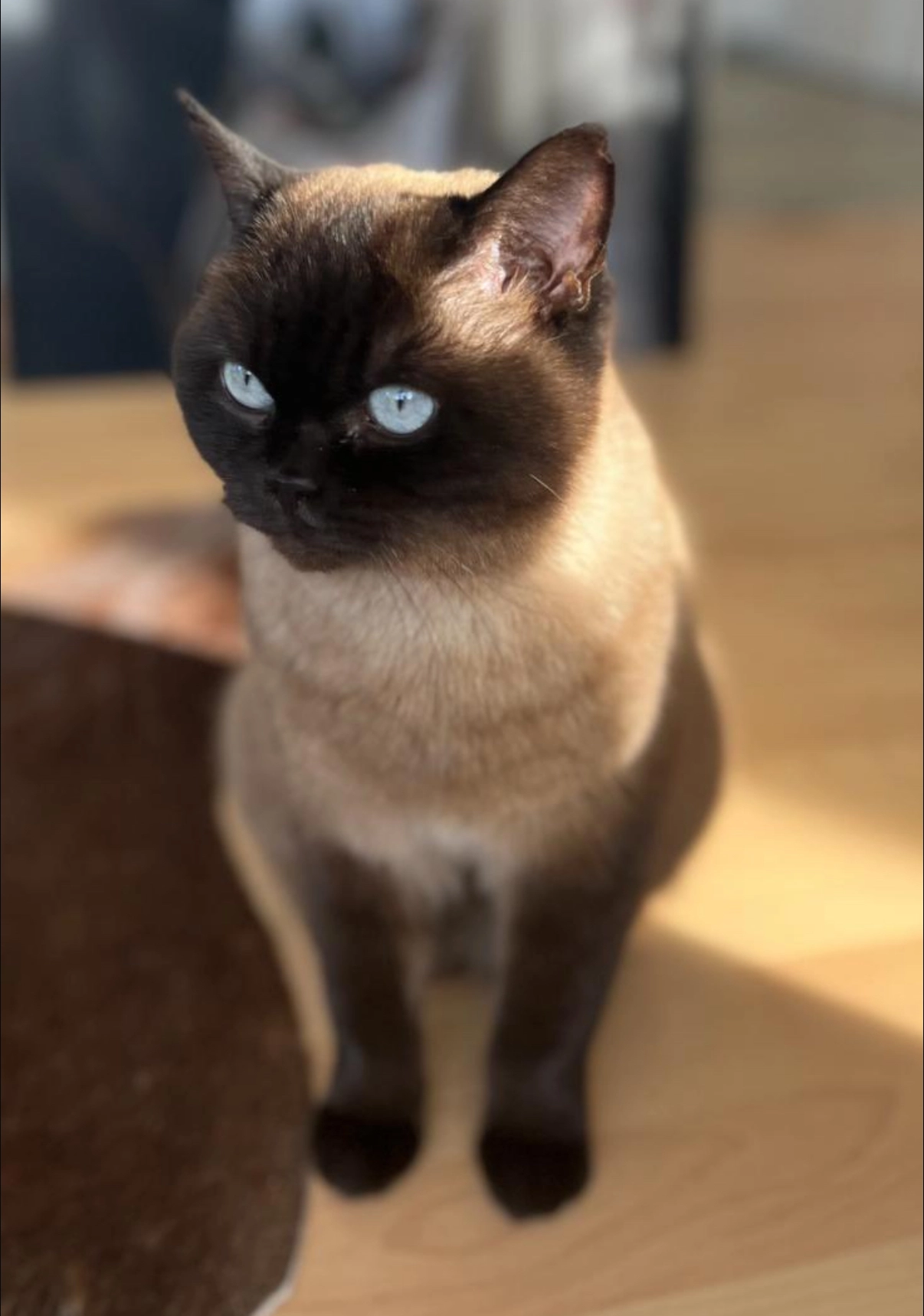 Smilla - Barten, Schlesen