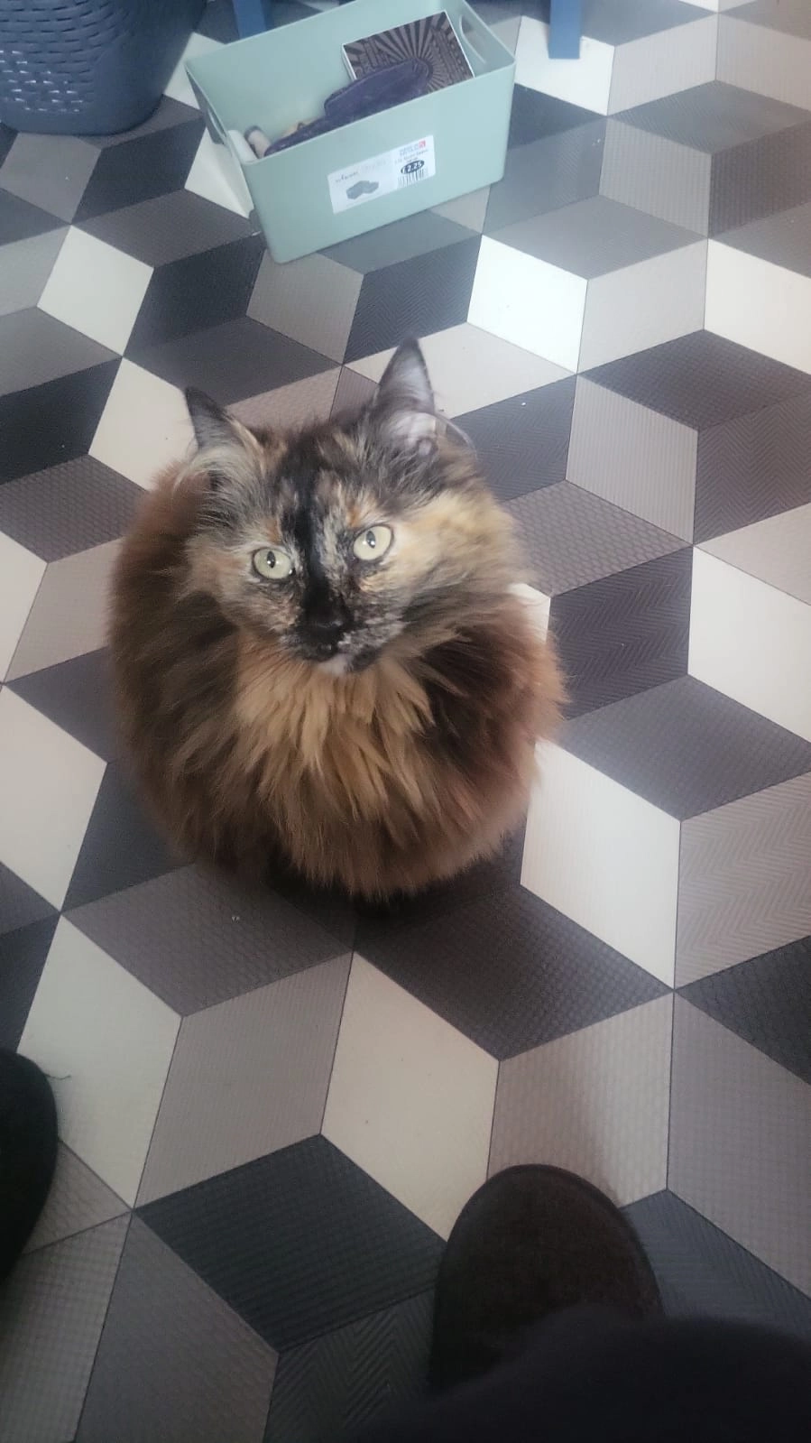 Ada - Swallow Close, Felixstowe