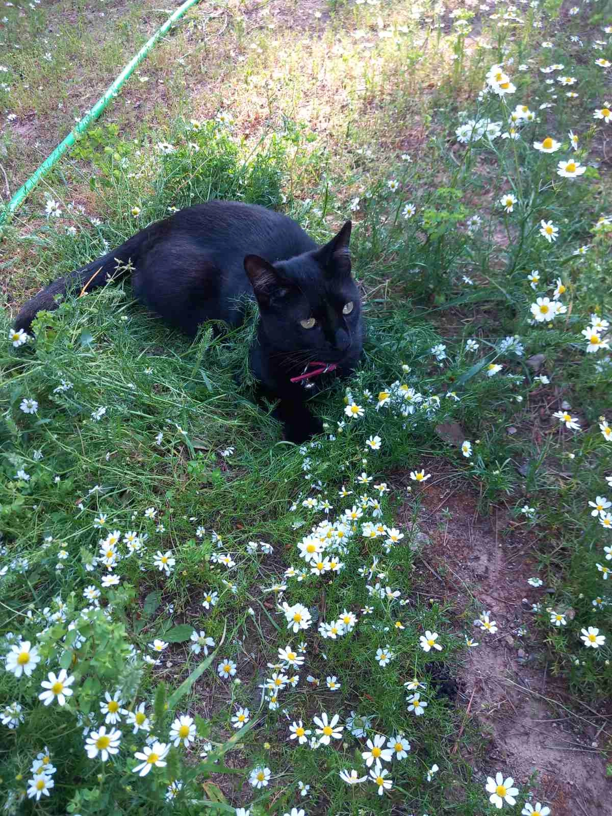 Toutou - Kifisou 16, Kifisia