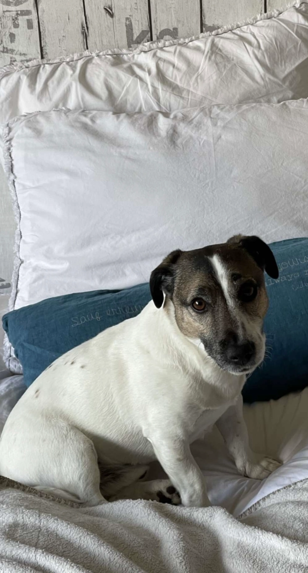 Lucky - Rue de Buno-Bonneveaux, Maisse