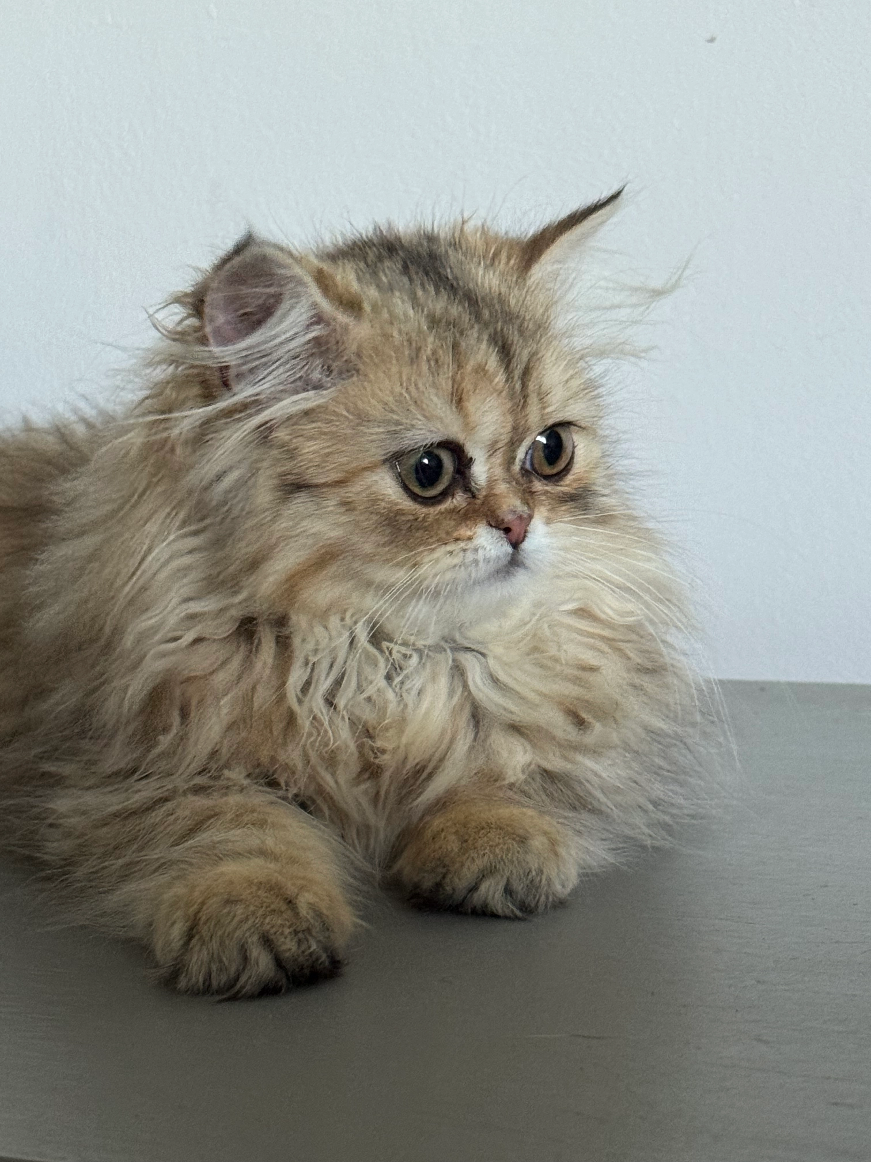 Aria  - 295 Chemin du Nivolet, Le Bourget-du-Lac