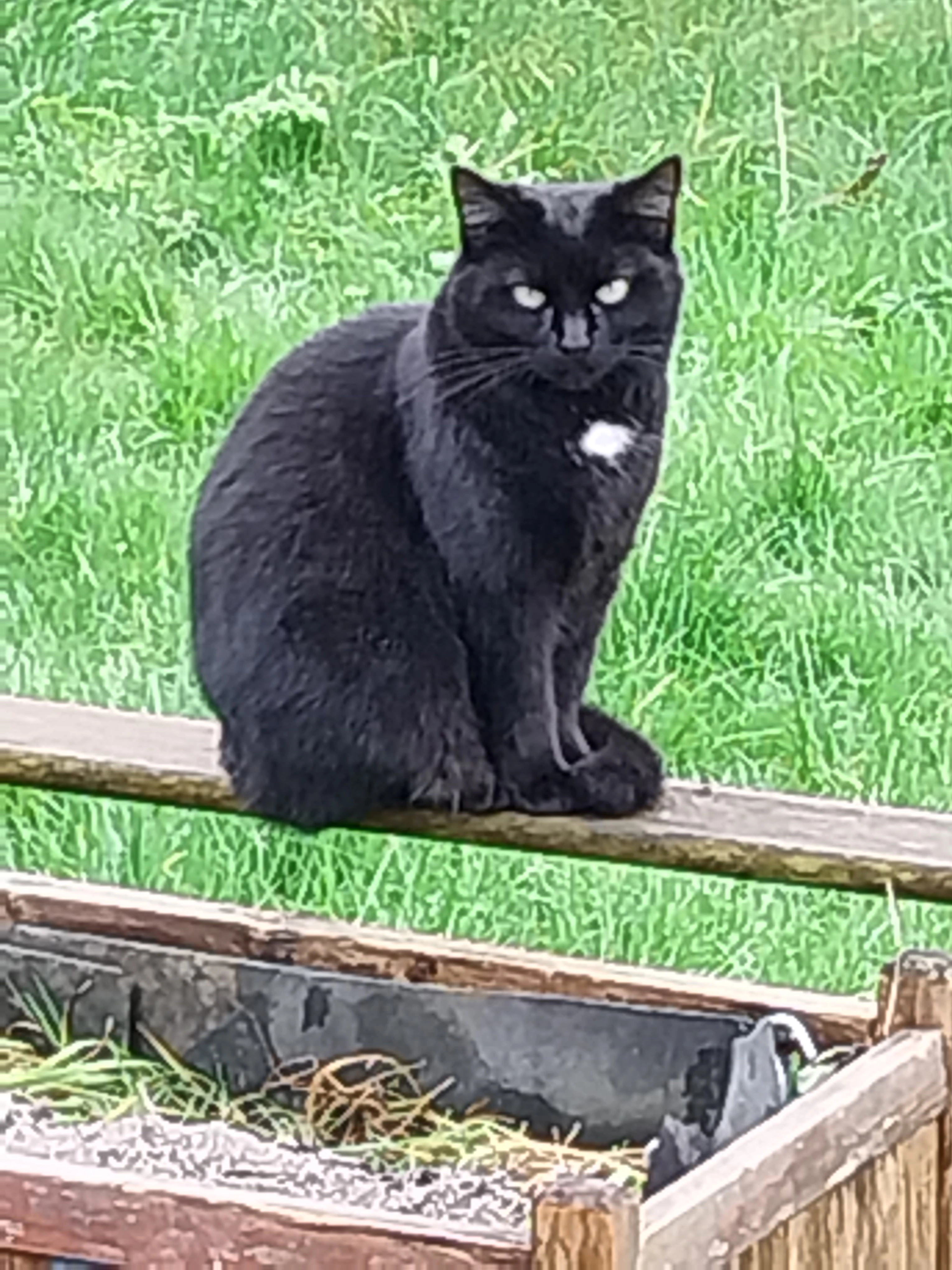 Lily - Rue Guy De Maupassant, Valmont