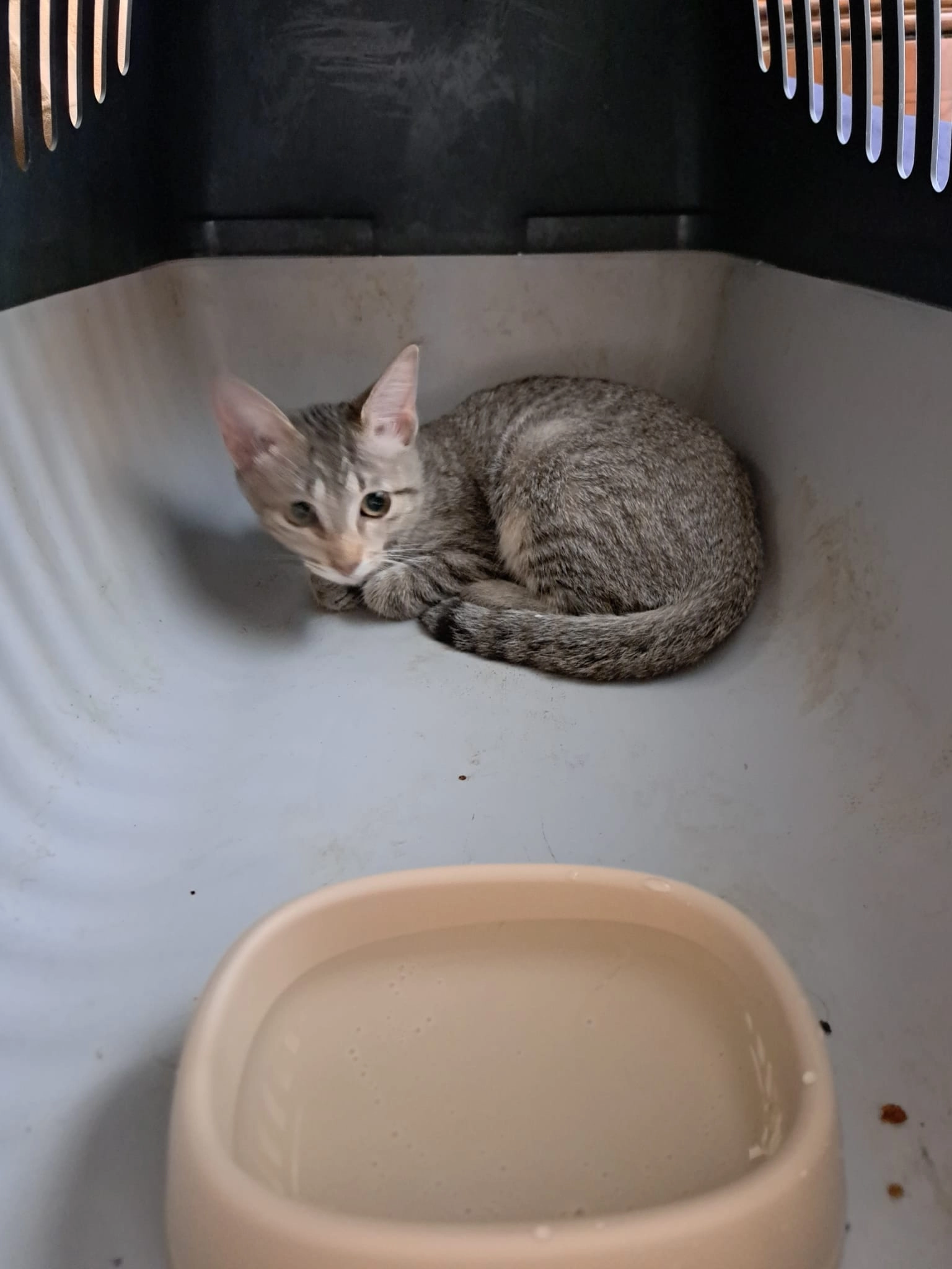 Kitty  - Calle Del Genil, Madrid