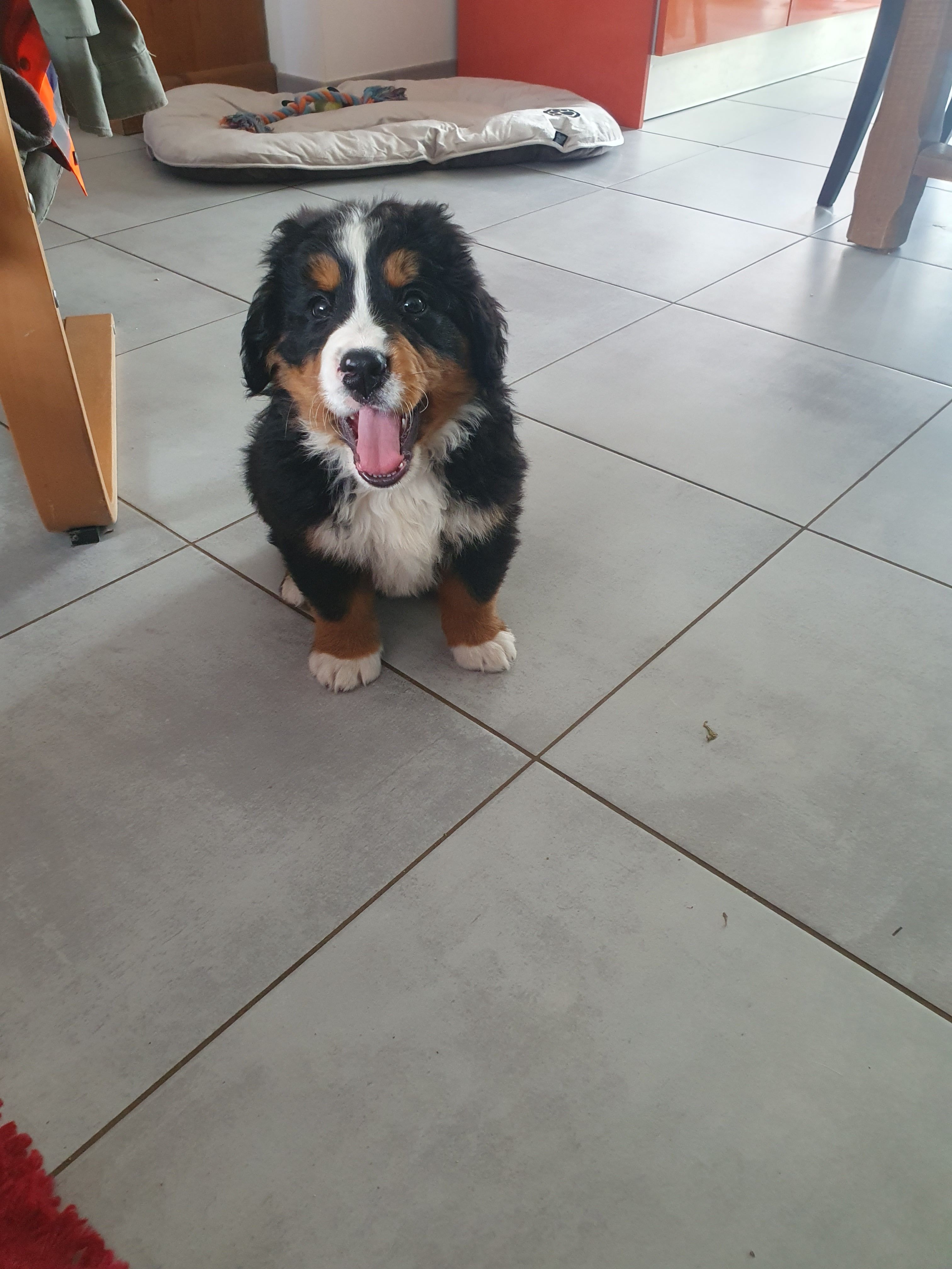 Akira  - Impasse du Chemin de Saint-Gilles, La Chapelle-Hermier