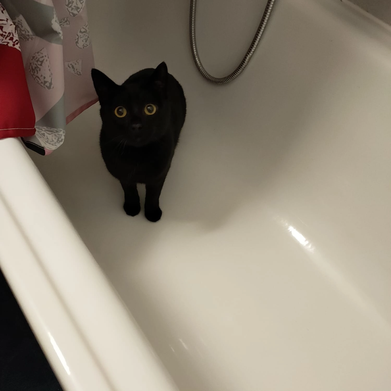 Phénix  - Rue des Cygnes, Yverdon-les-Bains