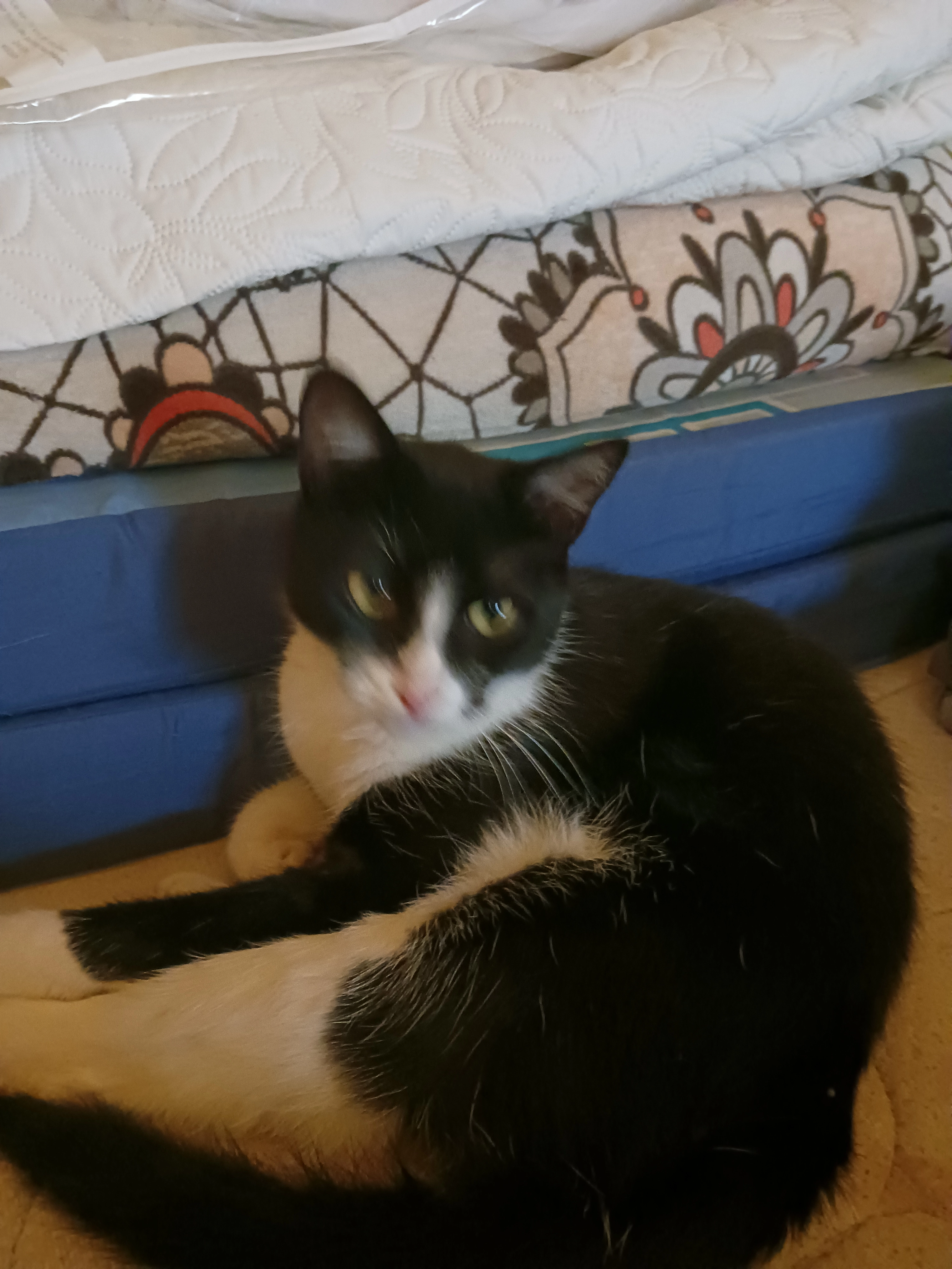 Mister Jacques  - 3 Rue de Montmachoux, Esmans