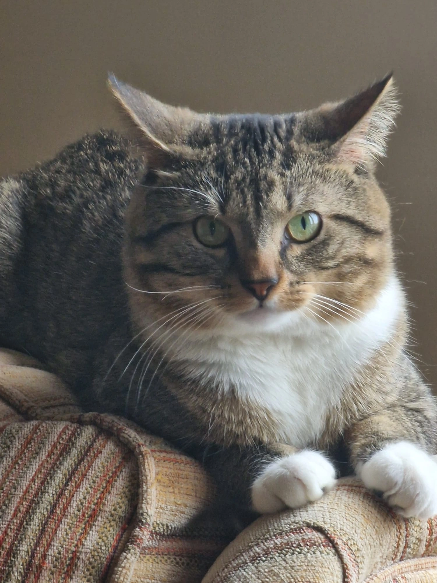 Rocky - High Street, Kirkliston