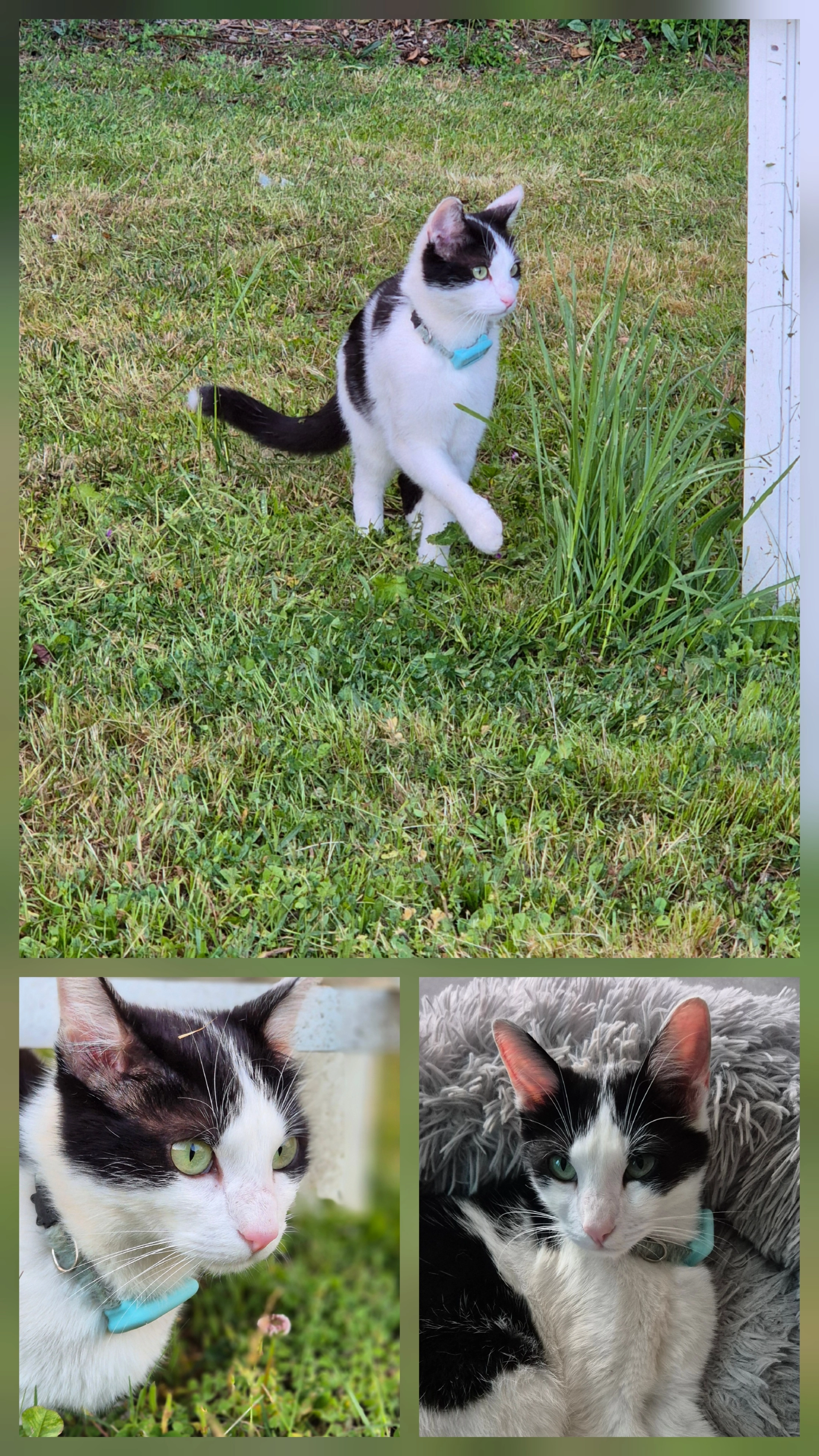 Ettore  - Avenue Du Roucas, Léguevin