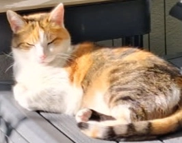 Clochette  - Rue Jouanjan, Saint-Malo