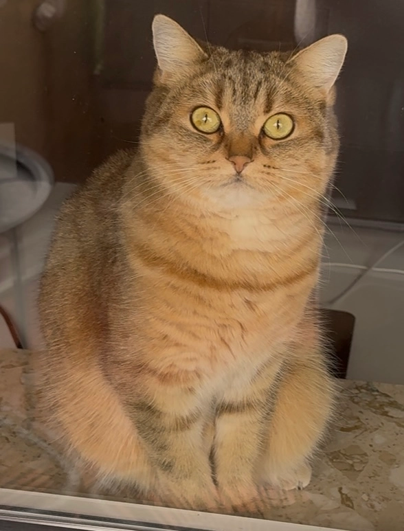 Sunny - Rosmarinheide, Langenhagen