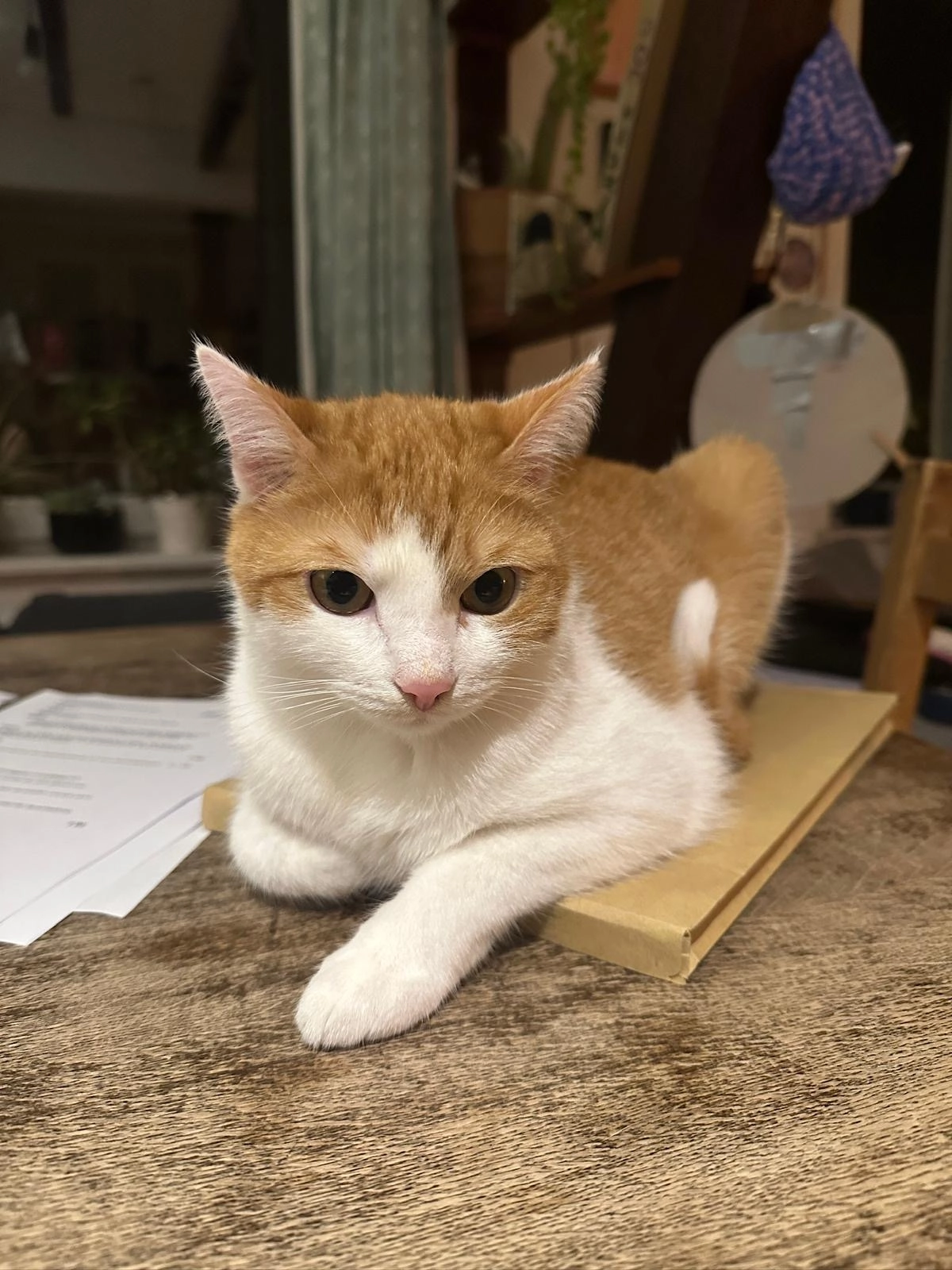 Tofi - Freiimfelder Straße, Halle