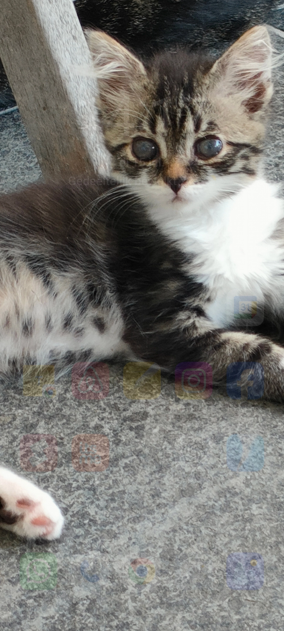 Angele  - Statiestraat 7, Wichelen