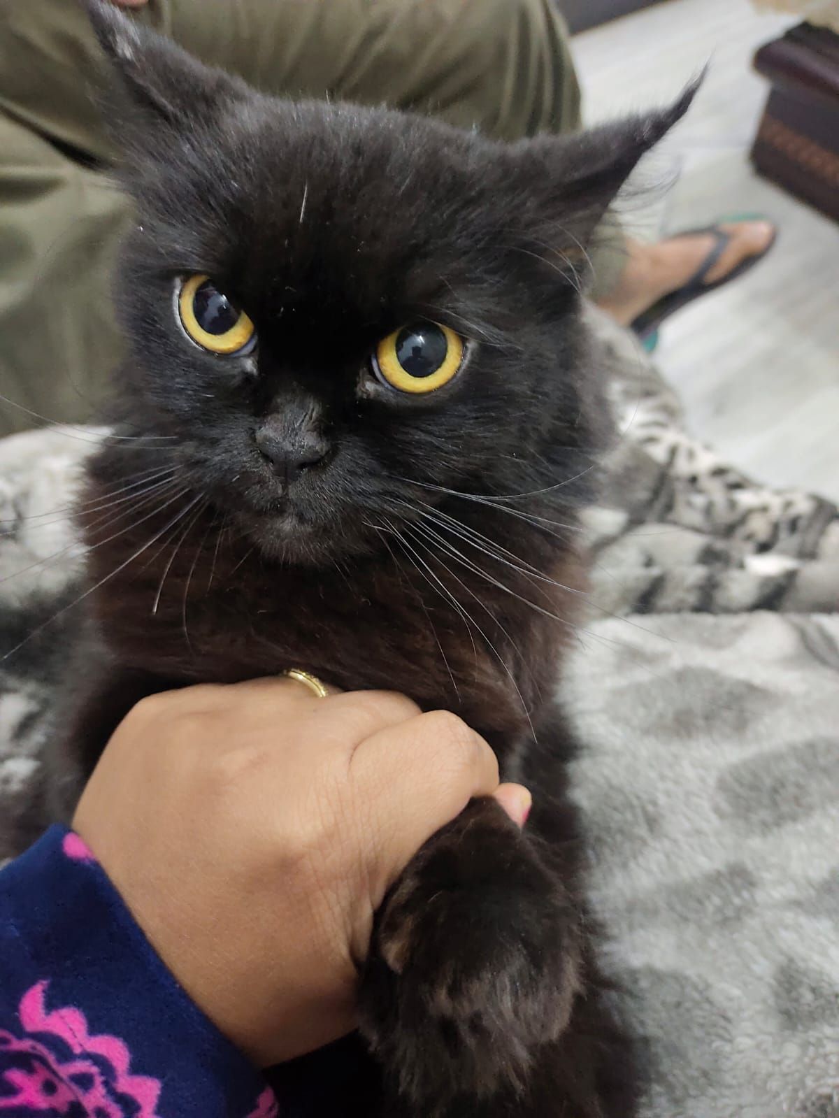 Missy - Delhi Road, Muradabad