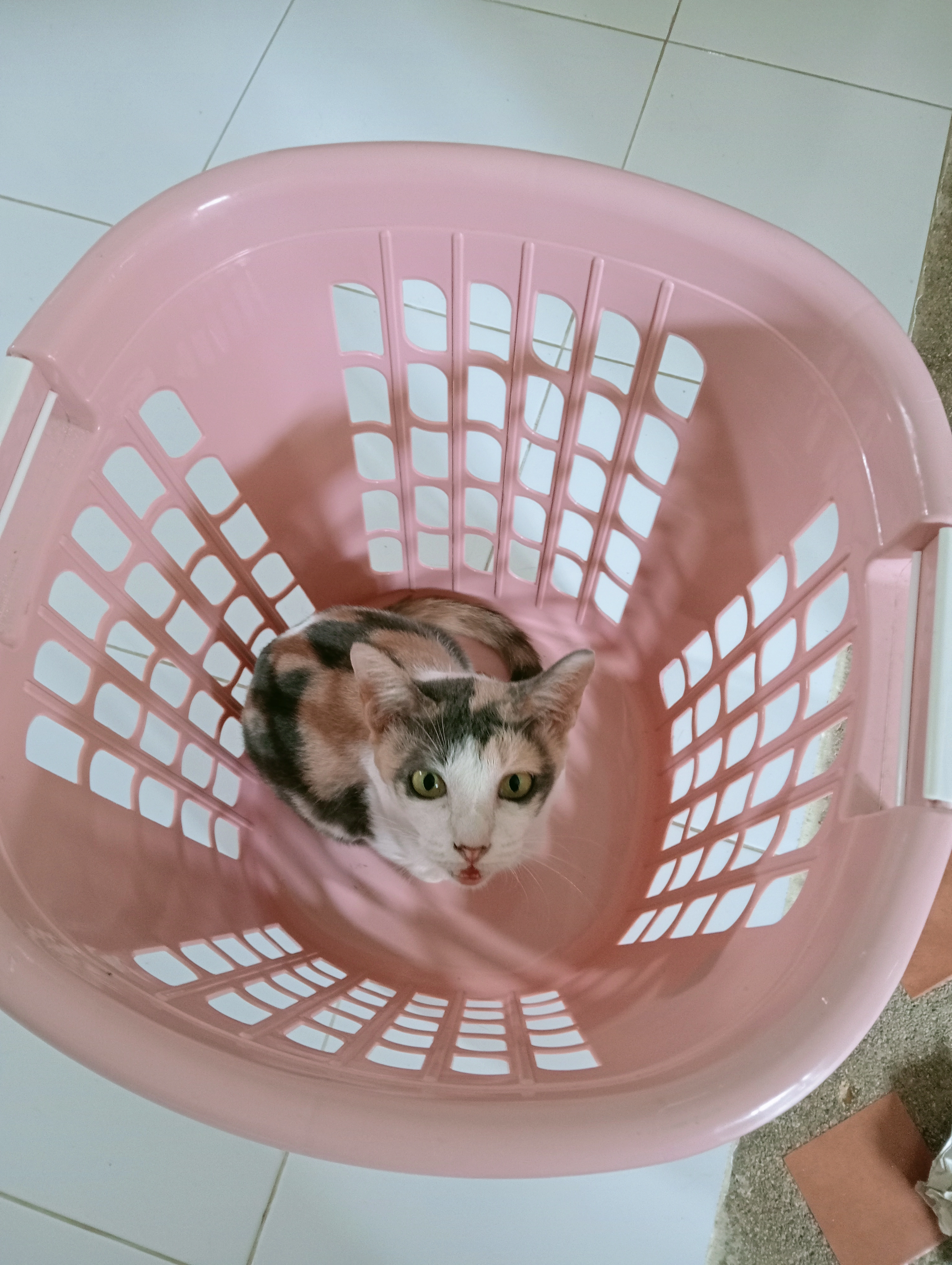 Popsy - 4170, Ko Samui