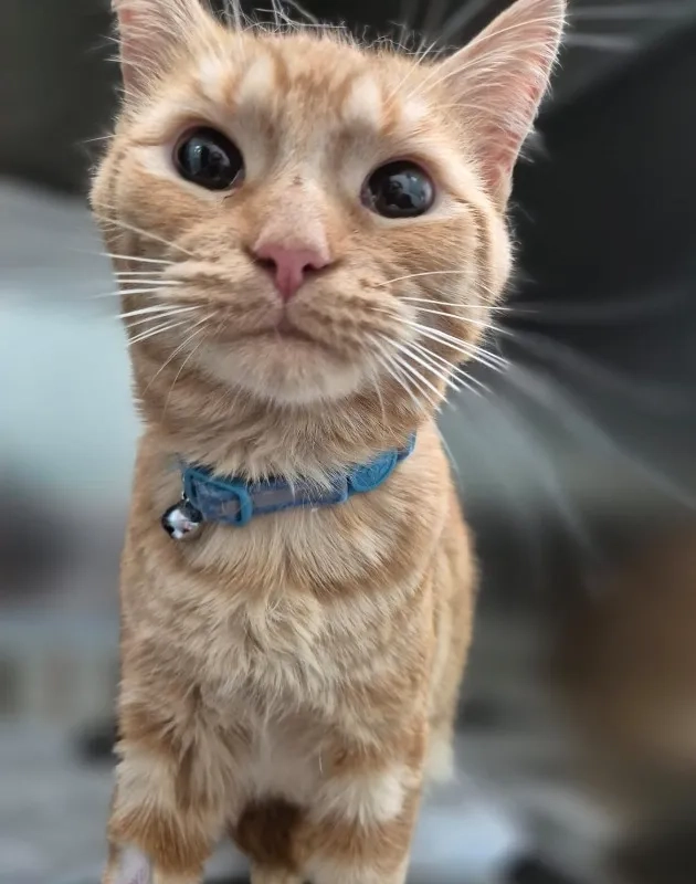 Biscuit - Westhead Avenue, Stafford