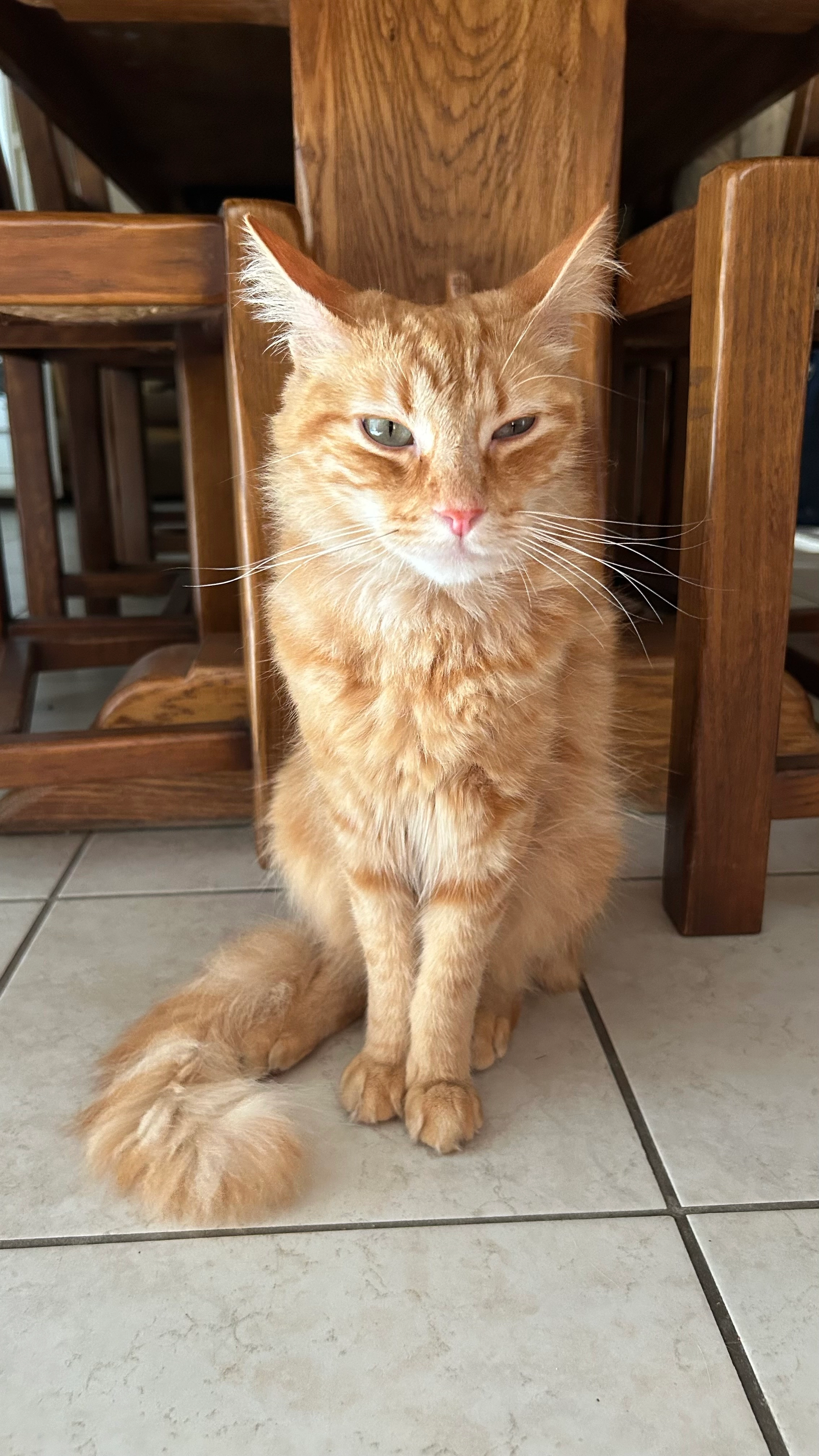 Oscar - Rue Des Alouettes, Pauillac