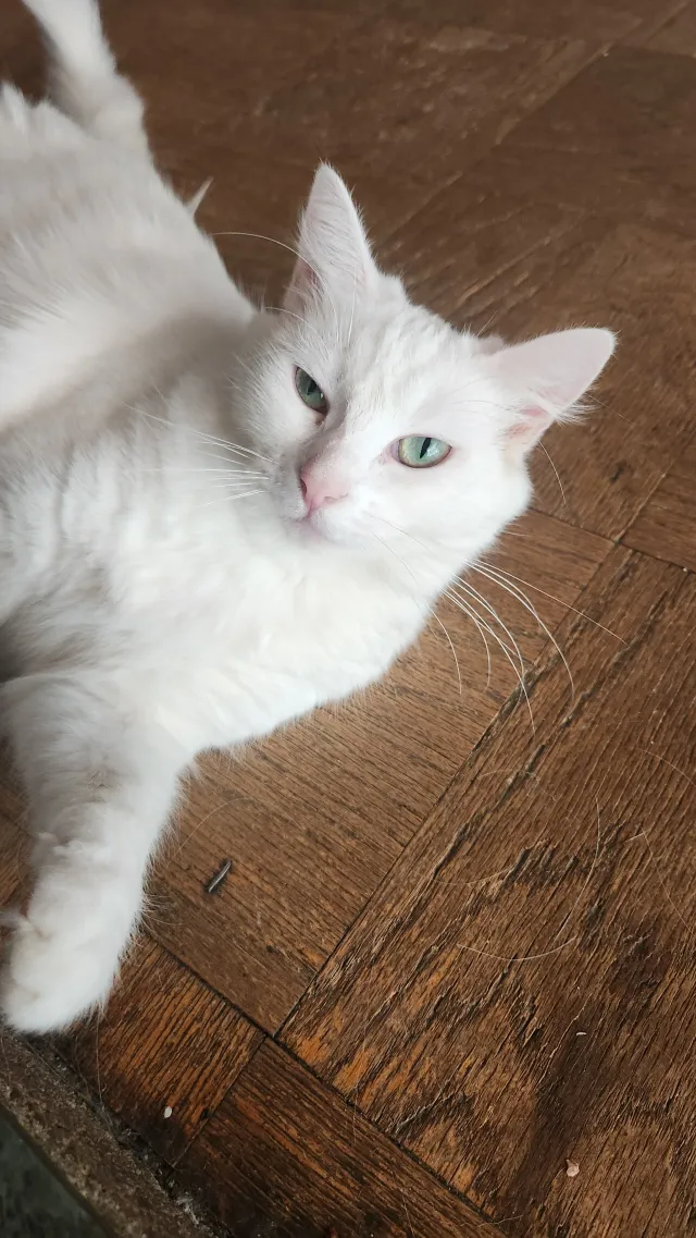 Kitty - Wandering Drive, Monterey Park