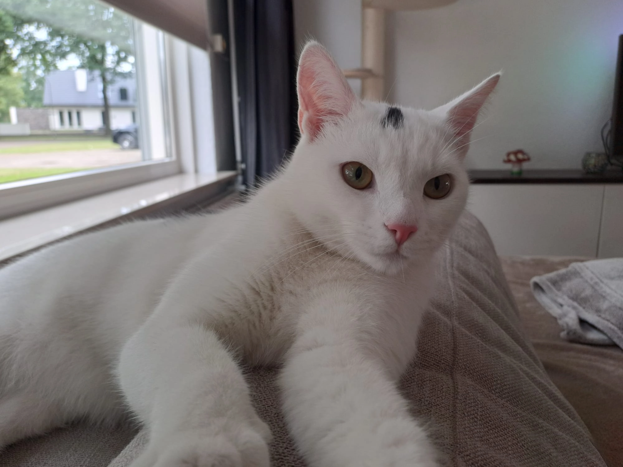 Oreo - Kreienheuvel 10, Deurne