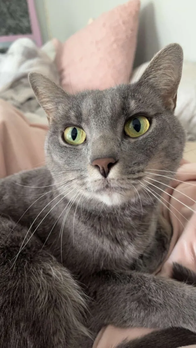 Peppa - Mockingbird Lane, Cherry Hills Village