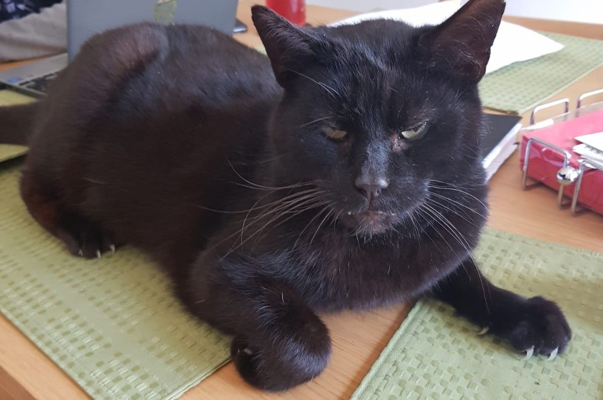 Bobby - 64 Castlegate, Portarlington