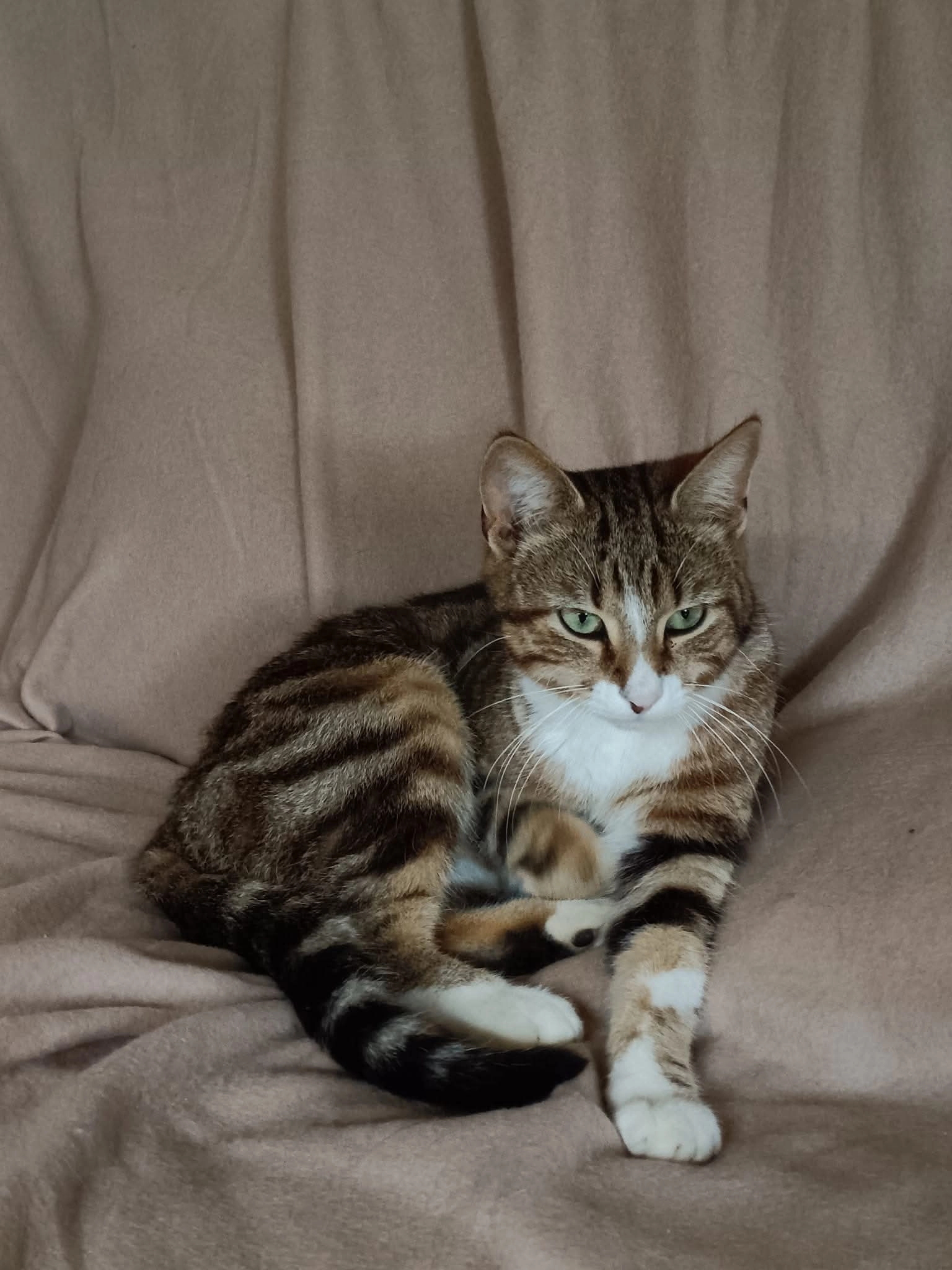 Tac - Les Dronié, Étrelles