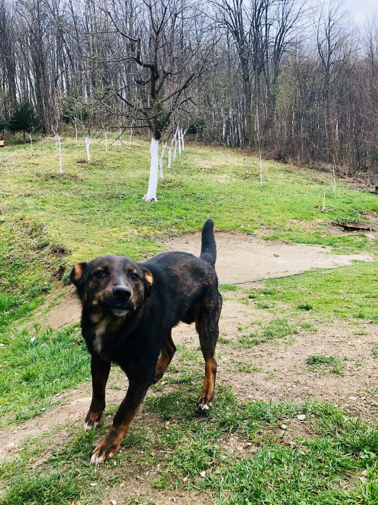 Roki - Talijani, Simin Han