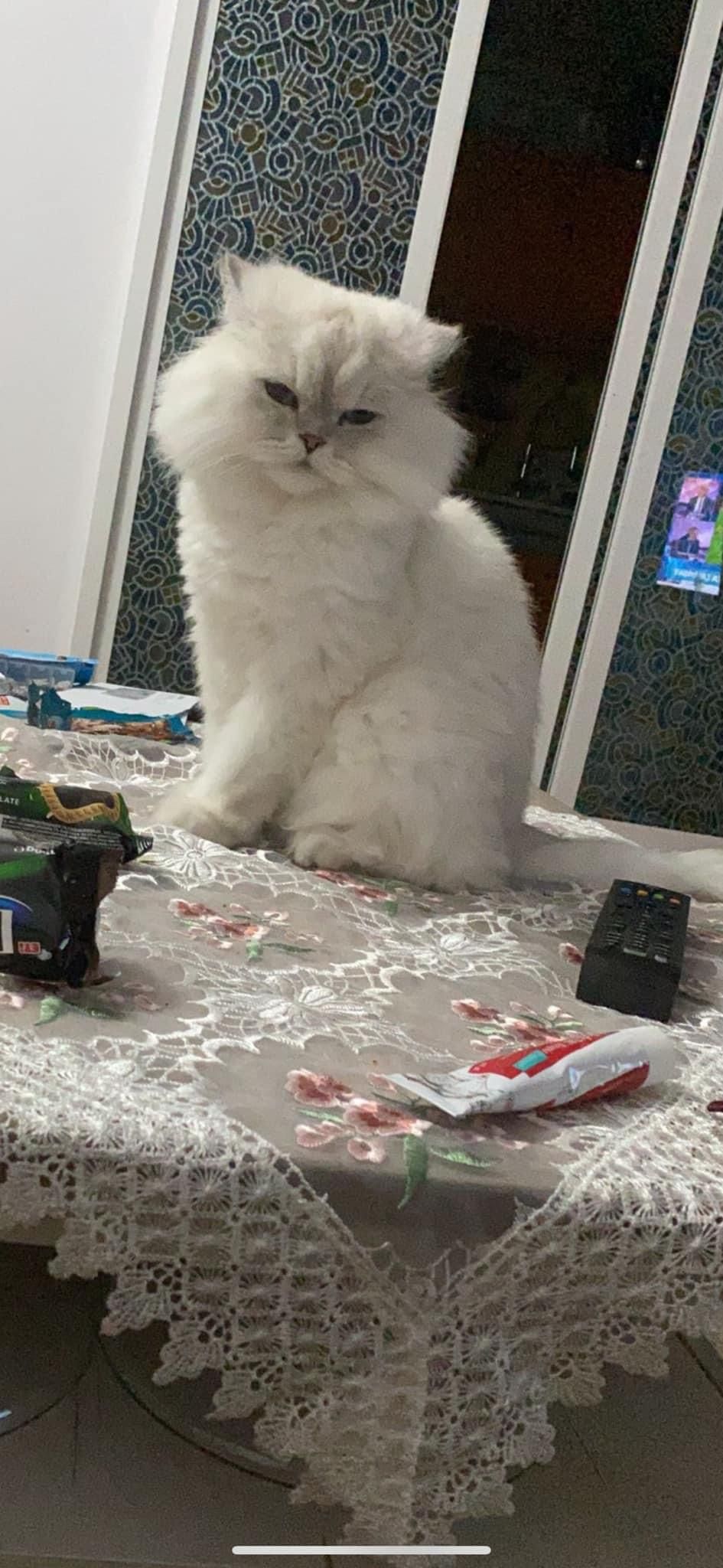 Pufi - Strada Moșilor, Bistrița