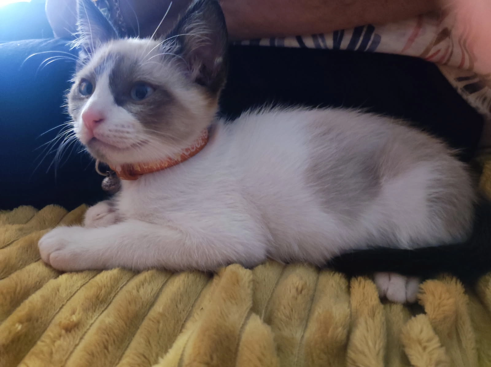 Biscuit  - Rue des Fossés, Fleury-les-Aubrais