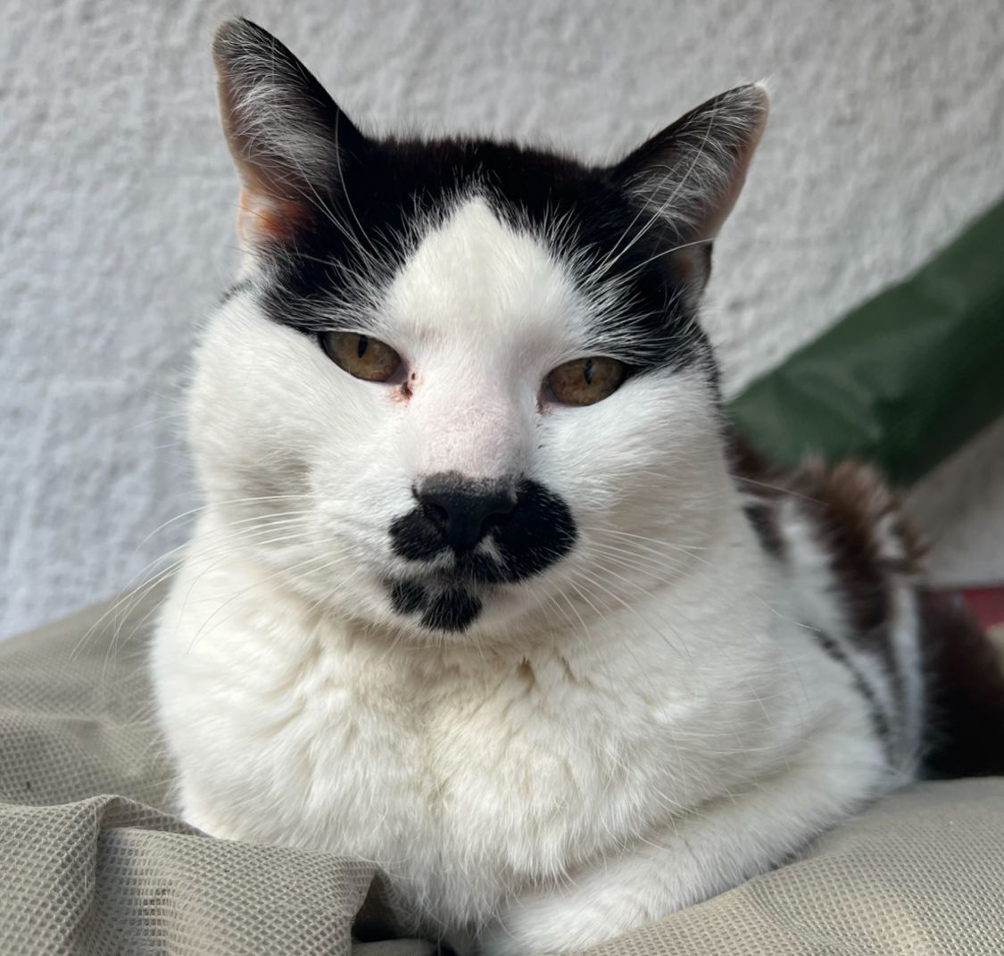 Sparky  - Im Gries, Mittenwald