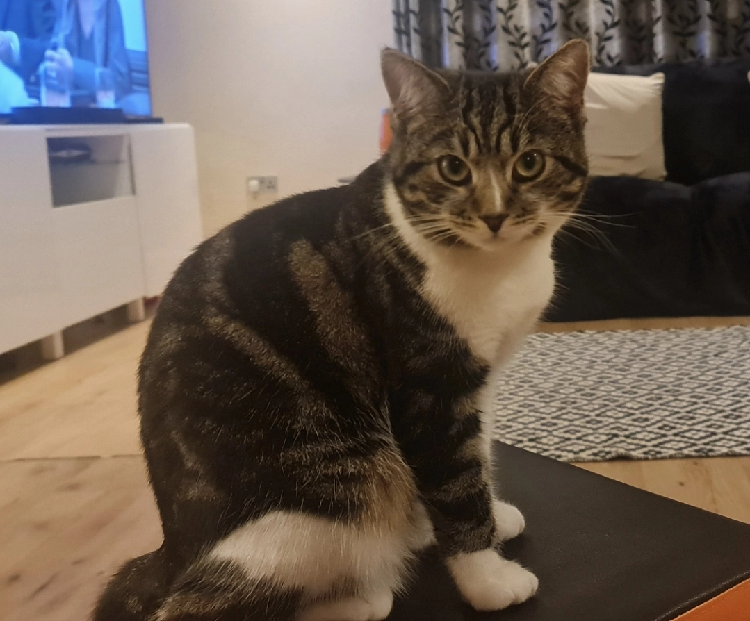 Luna  - Orchard Drive, Edinburgh