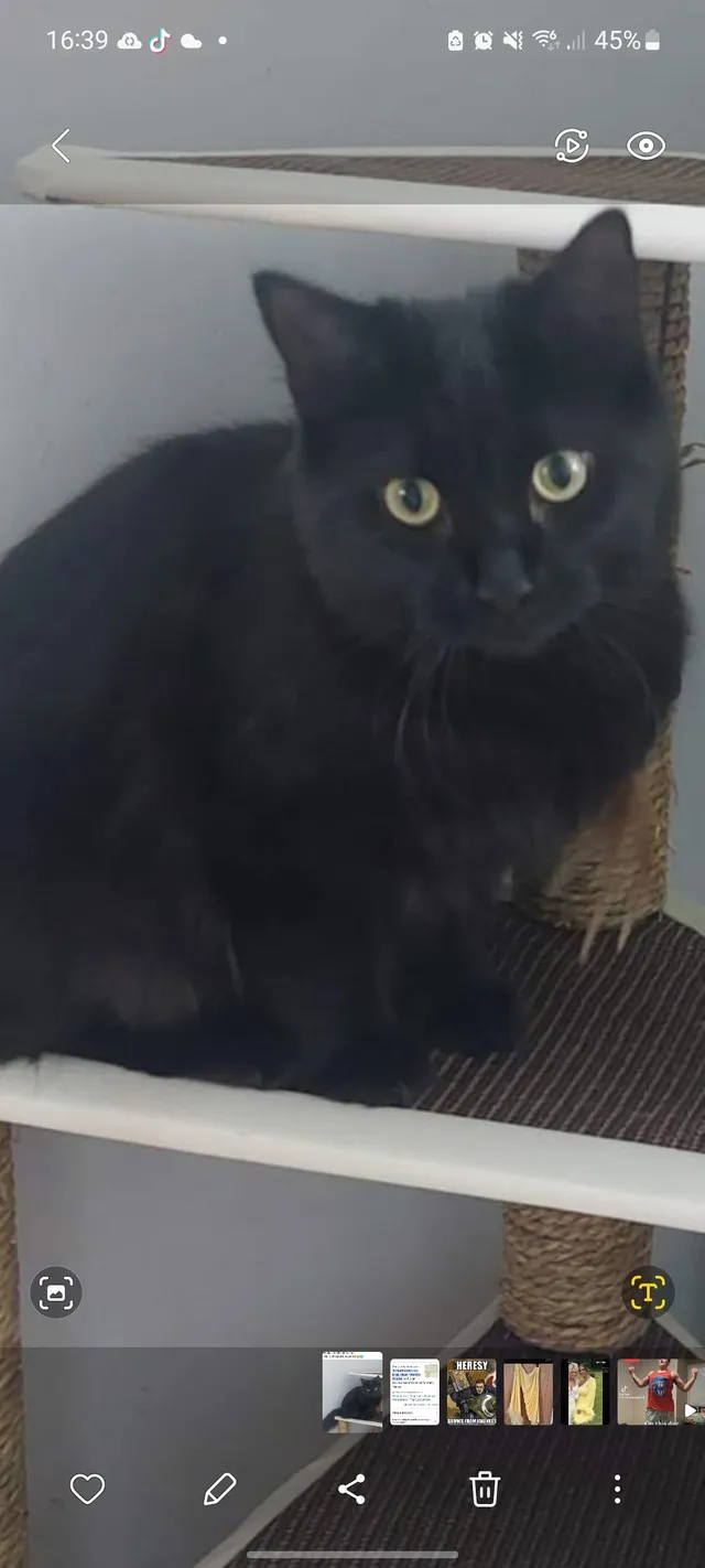 Shadow - Edenfield, Stanley