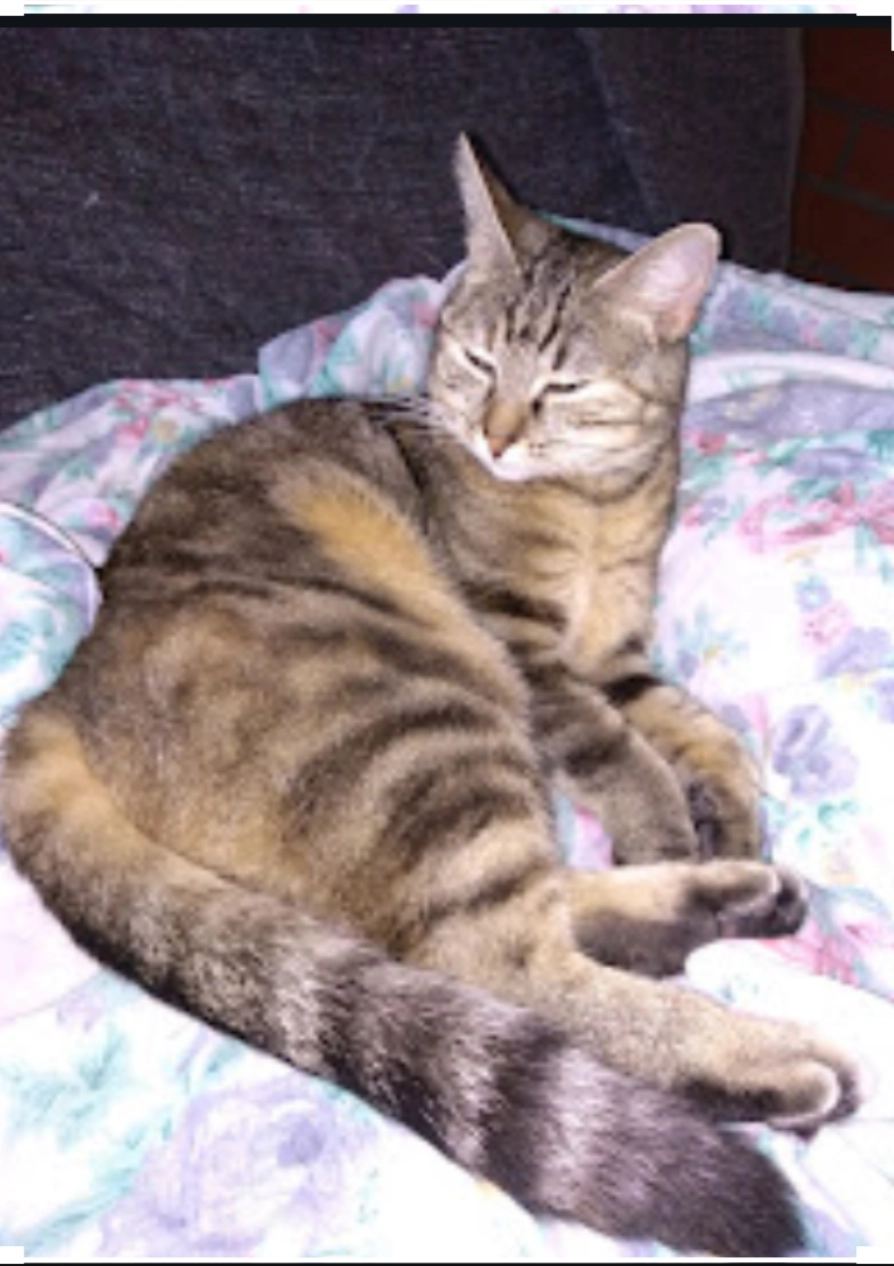 Baya - Ruelle de la Rue Neuve, Vauréal