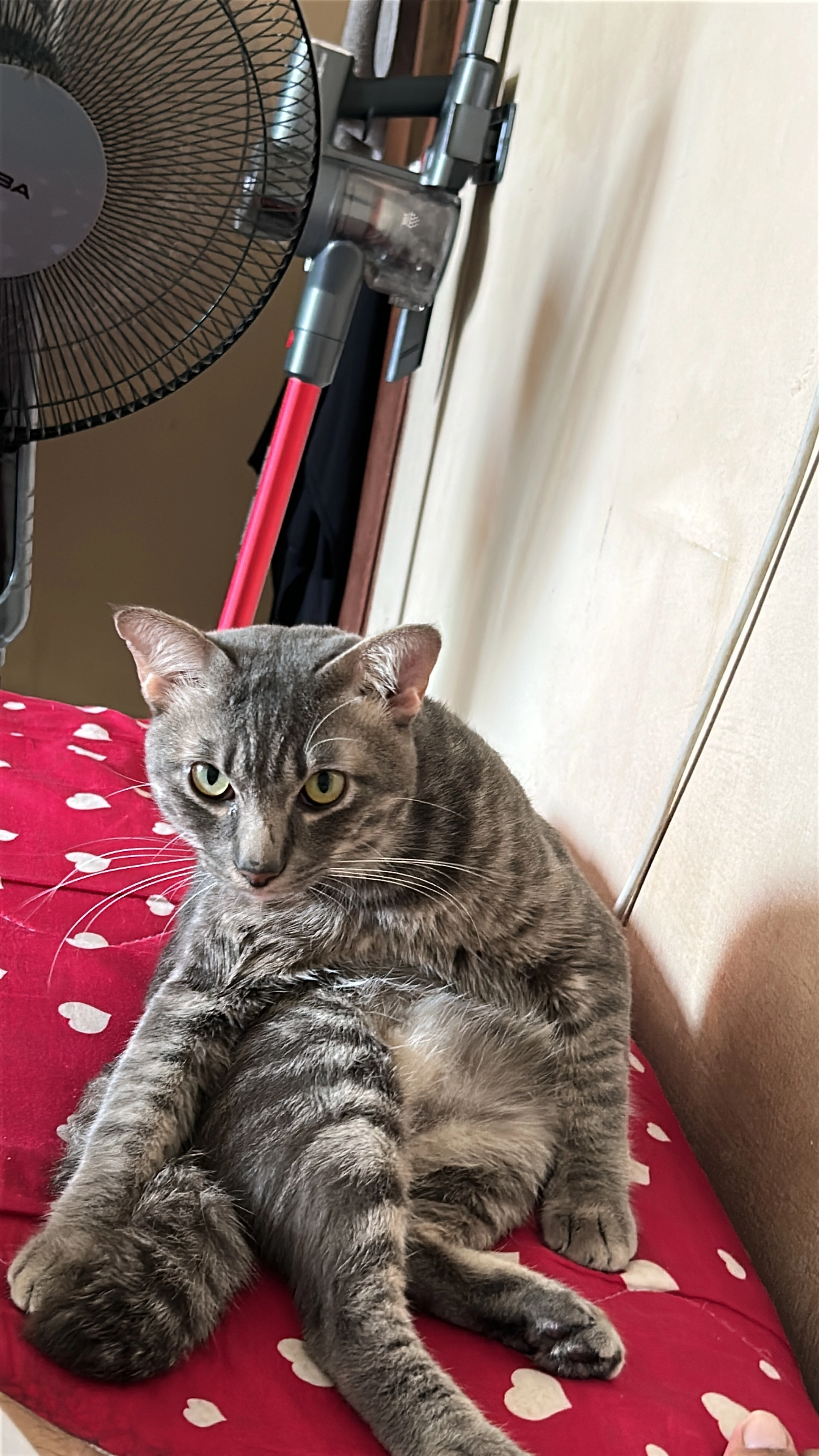 tofu - 25000, Kuantan