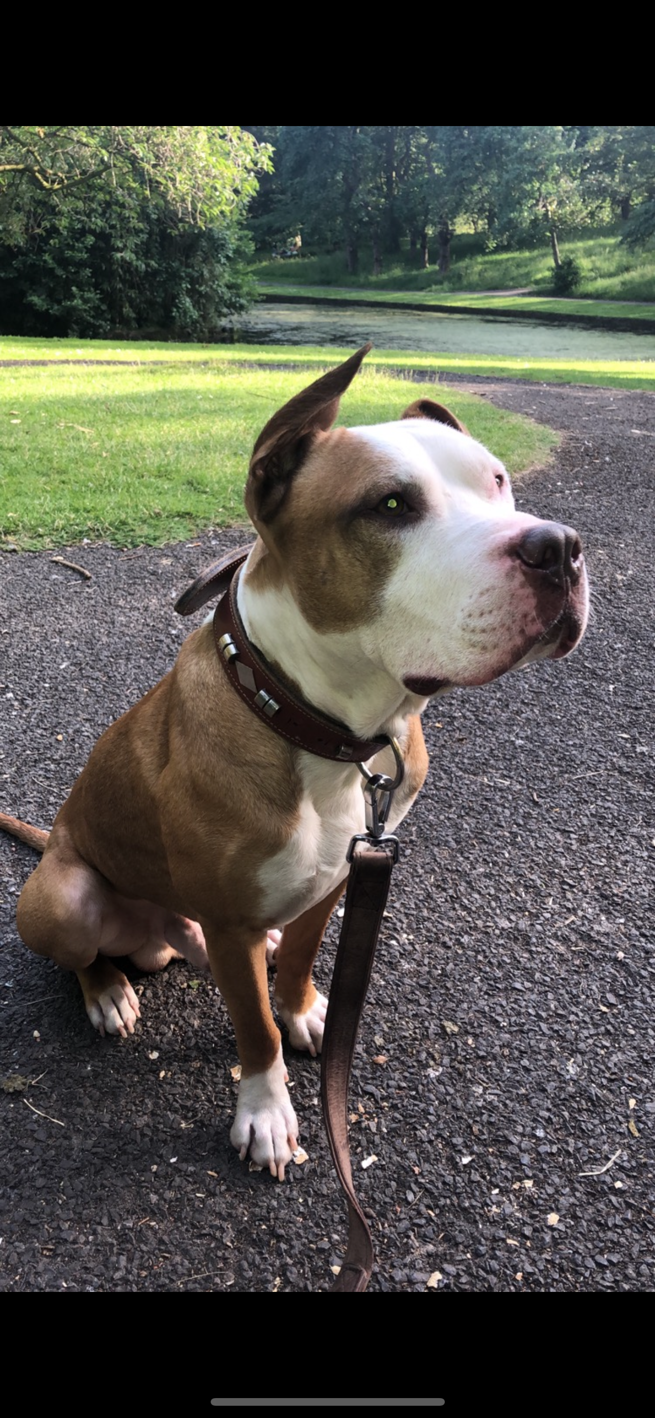 Rocco - L25 6, Liverpool