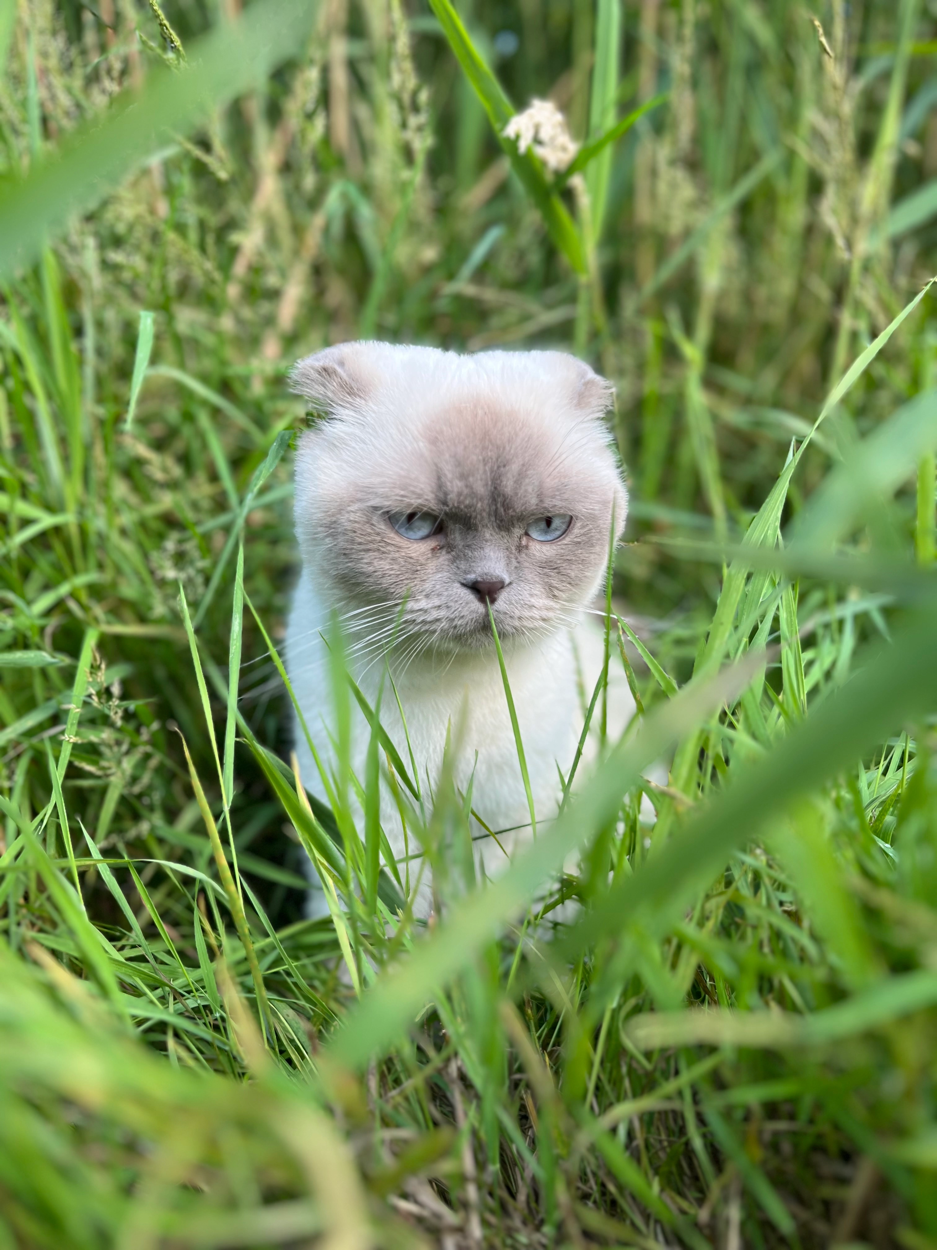 Cootje - Norulle, Tintigny