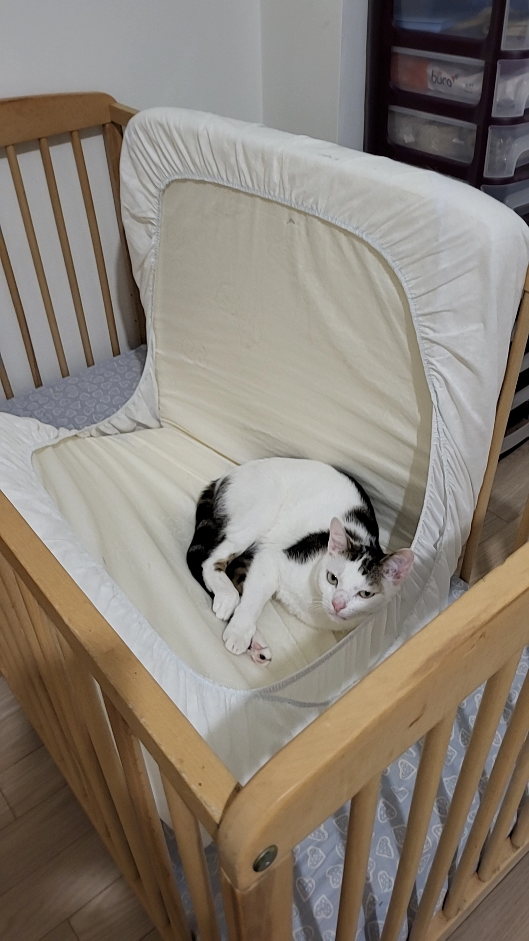 Timon - 199 Rue Victor Prud'Homme, Sillans