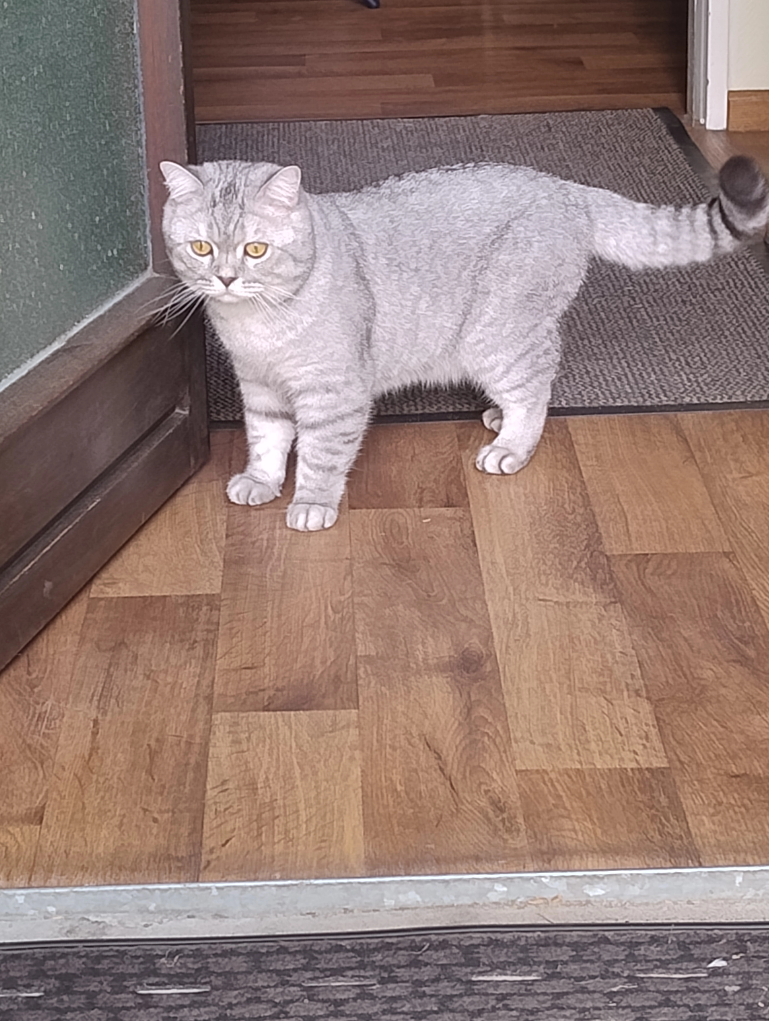 Askim - Saalower Straße, Berlin