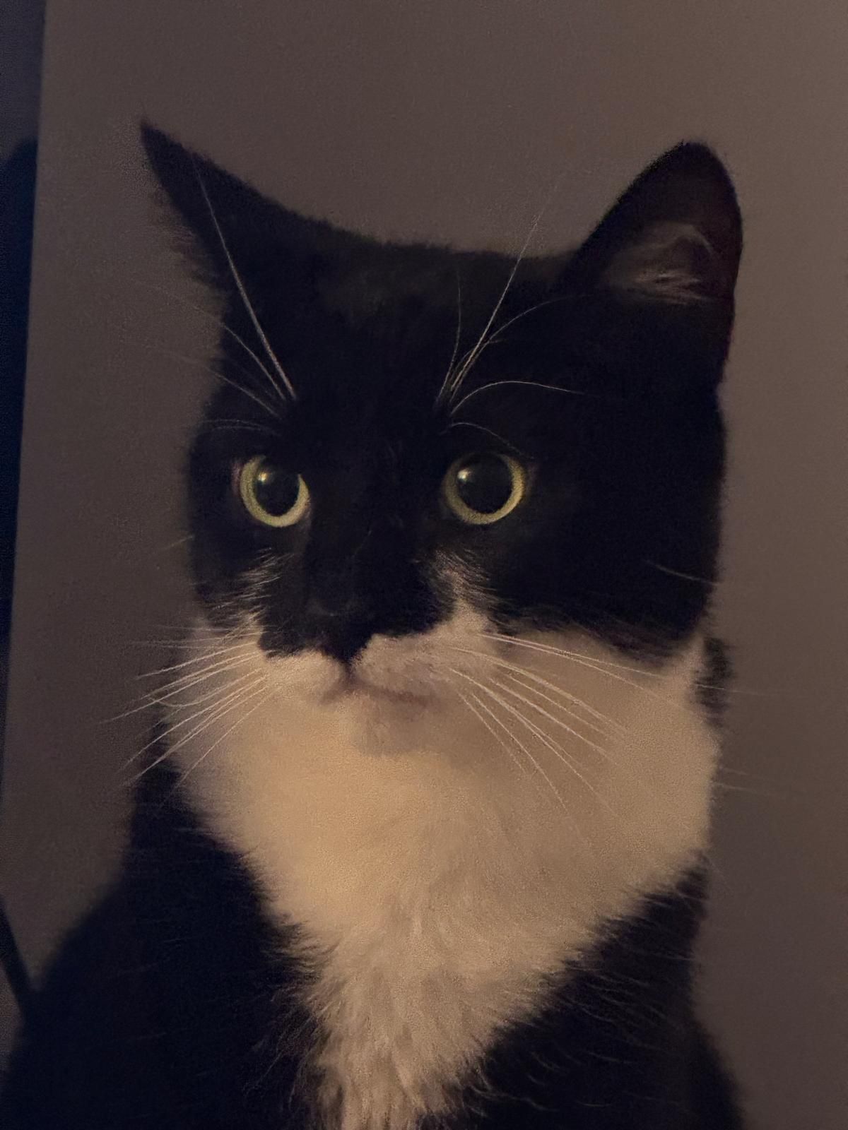 Molly - Woolpit Interchange, Bury St Edmunds