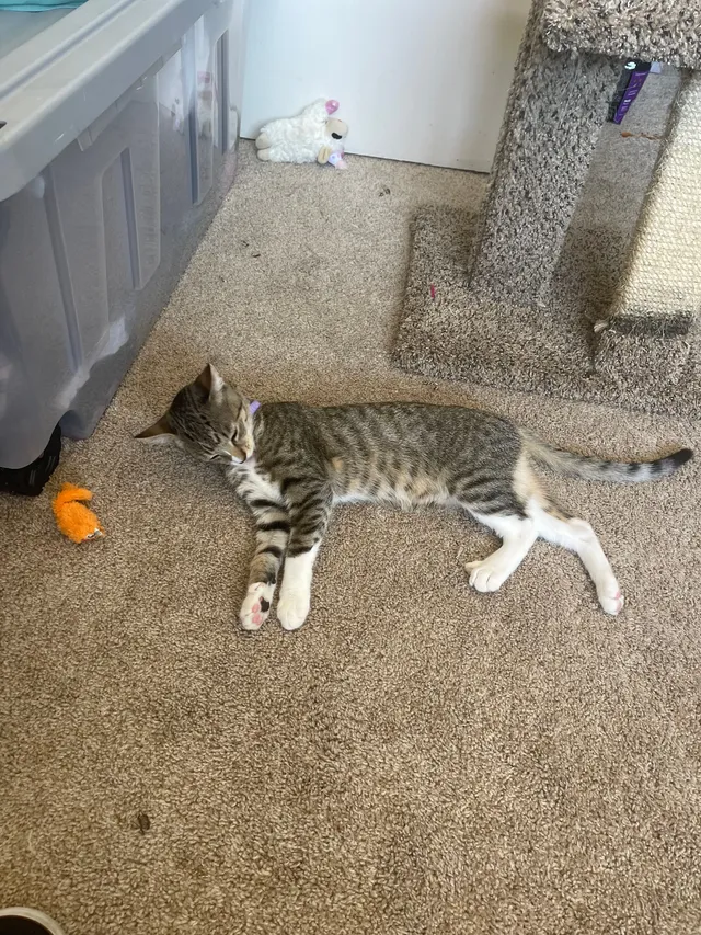 Skittles  - 2100 Mammoth Ln, Corona