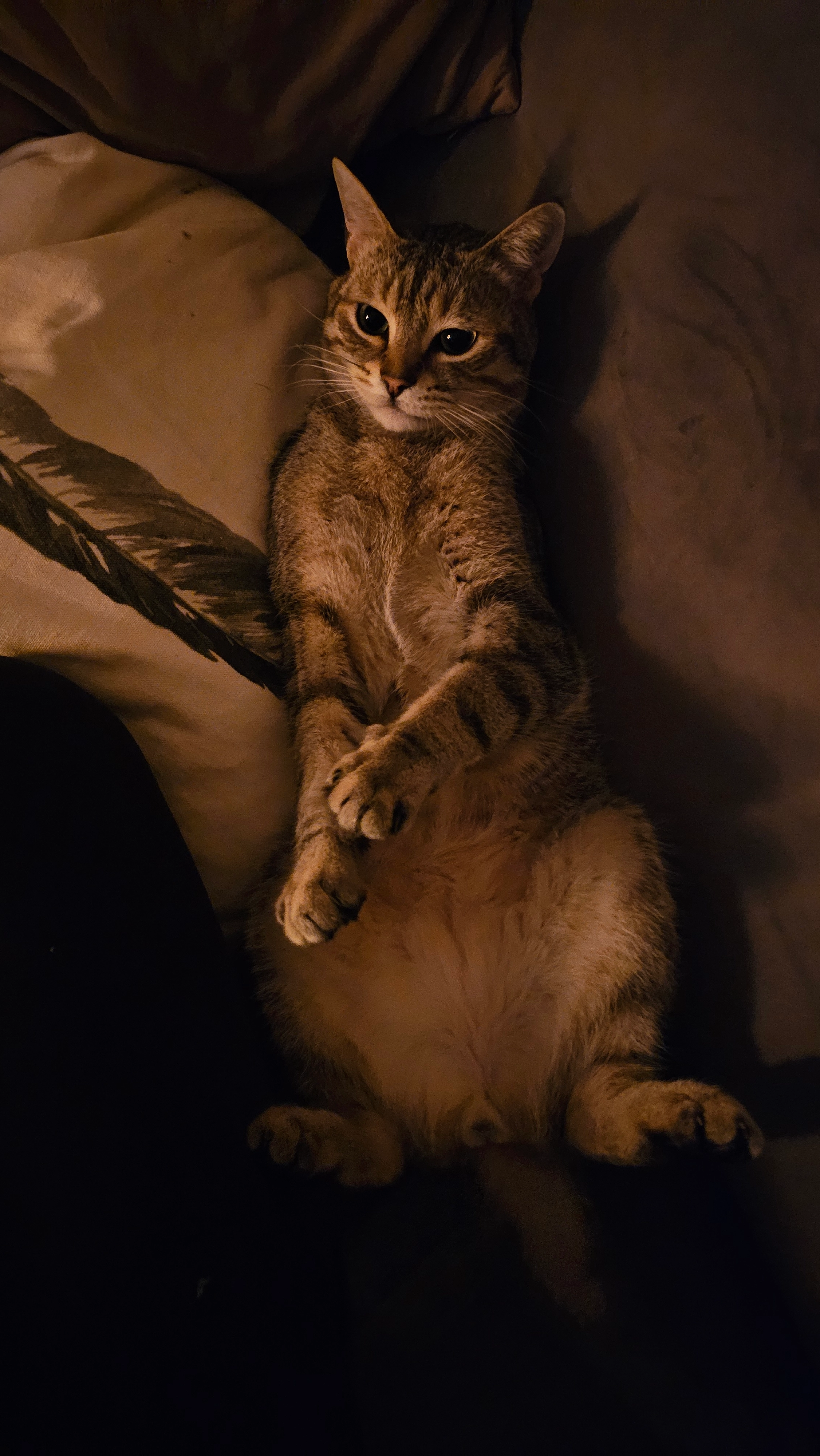 Hatchi - 14 Rue Albert Camus, Limoges