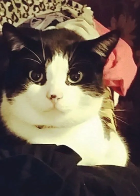 Toby - Garston Road, Corby