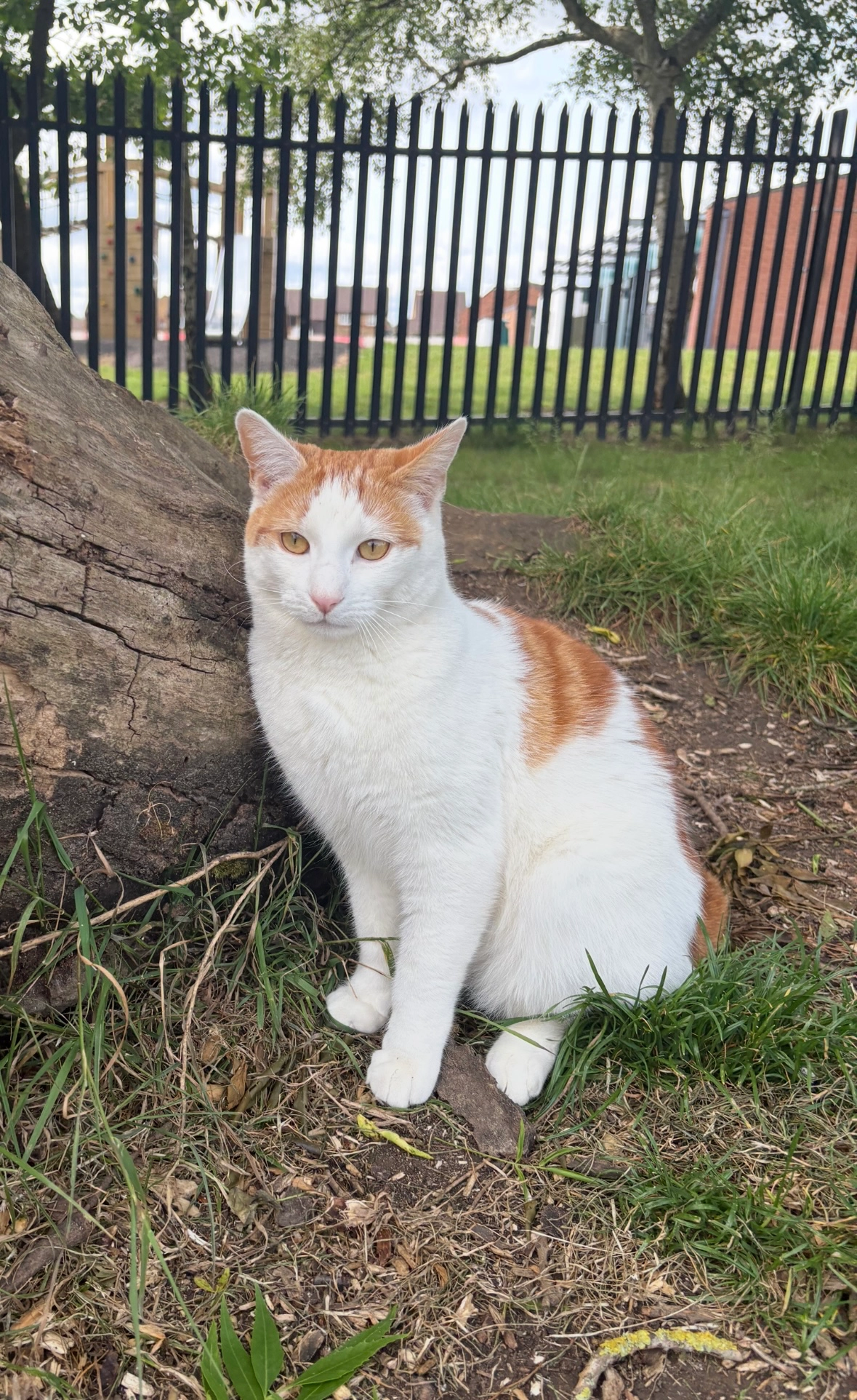 Teddy - Standens Barn NN3, Northampton , Northampton