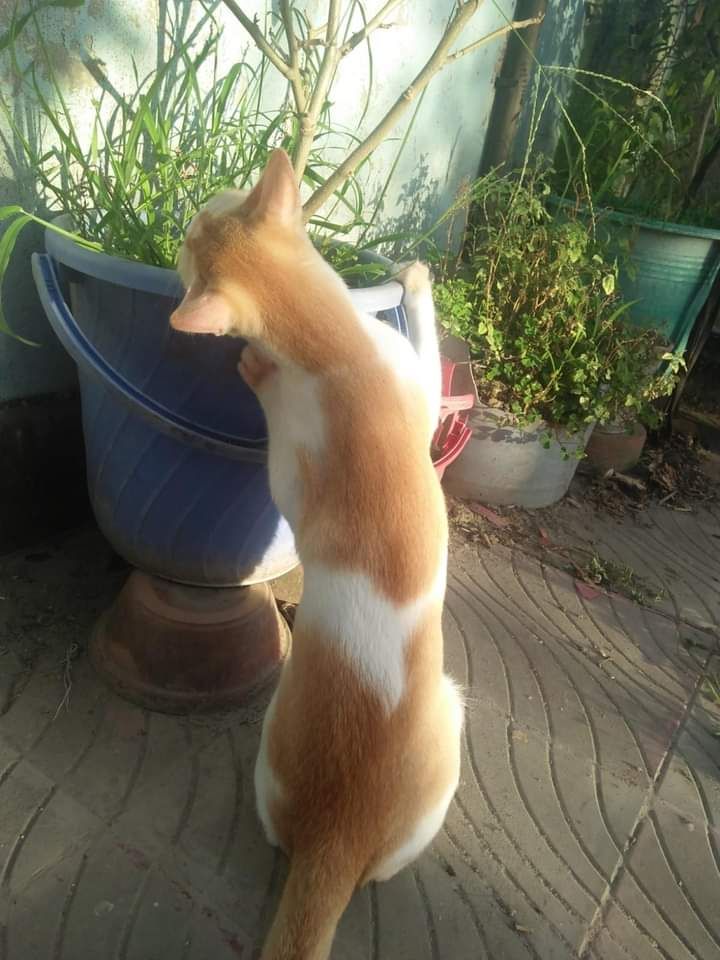 Shuzi - Sher-e-Bangla Nagar, Dhaka