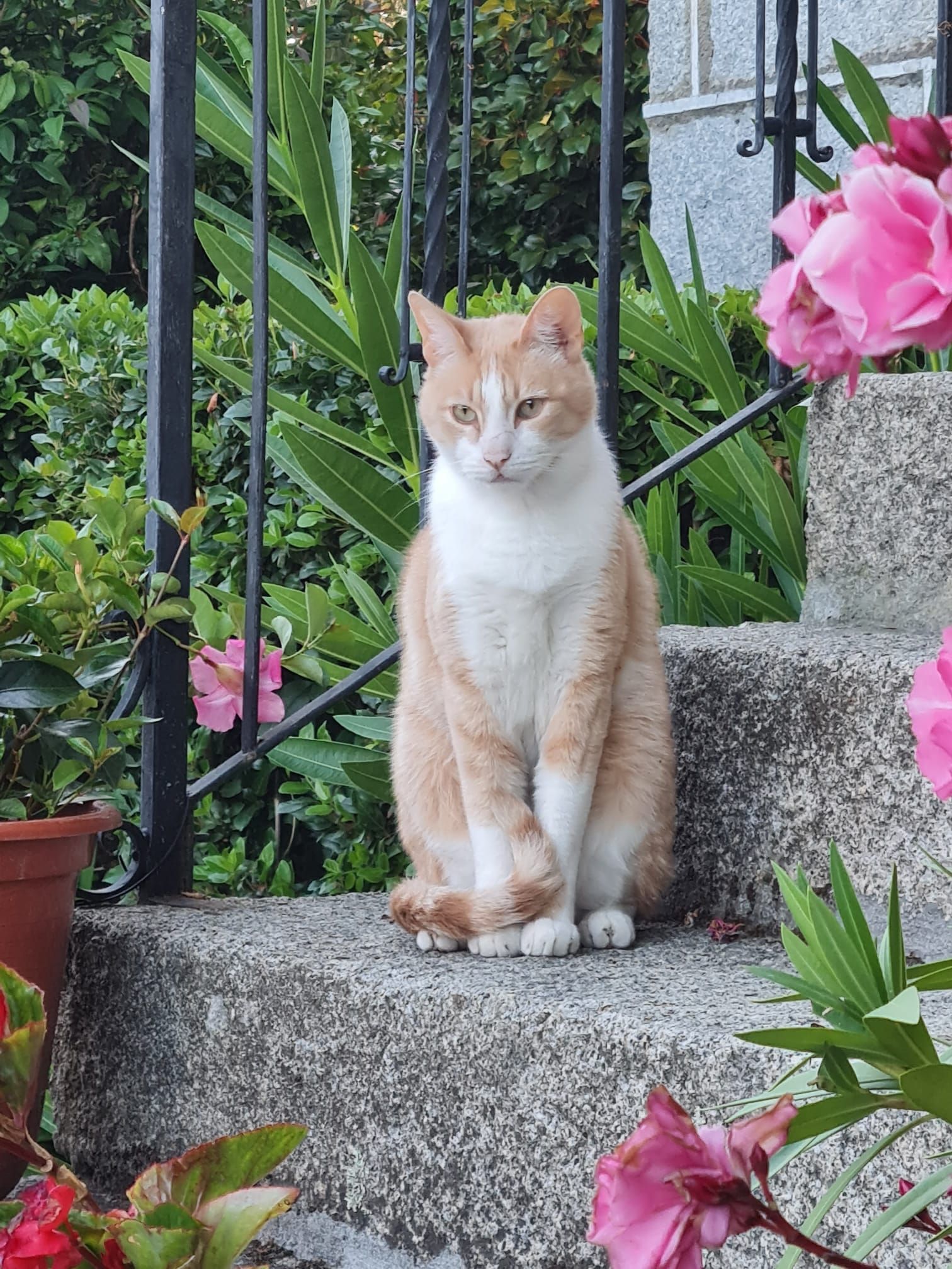Xido - Rúa Da Paz, Ourense