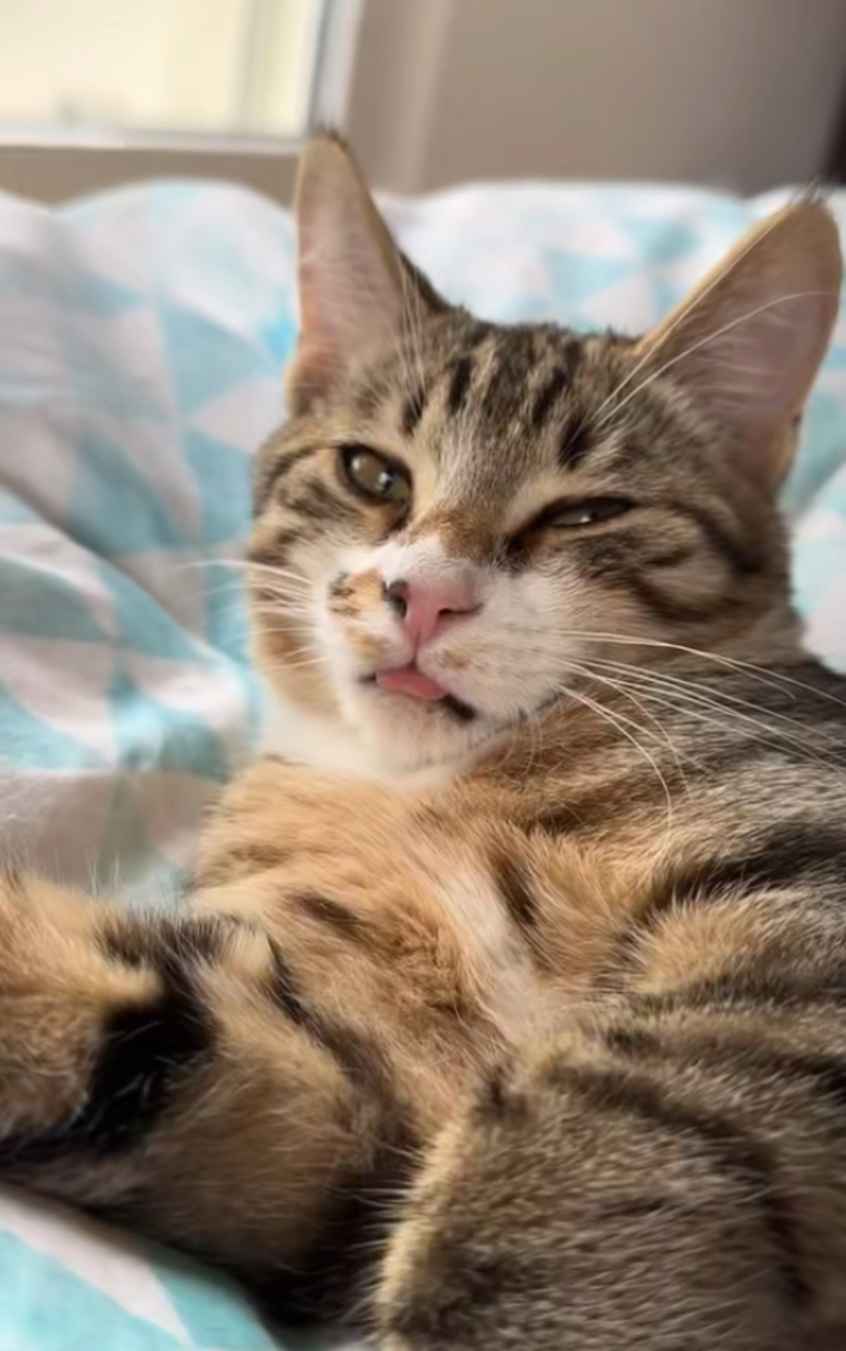 Flash - Route du Gibloux 60, Pont-en-Ogoz