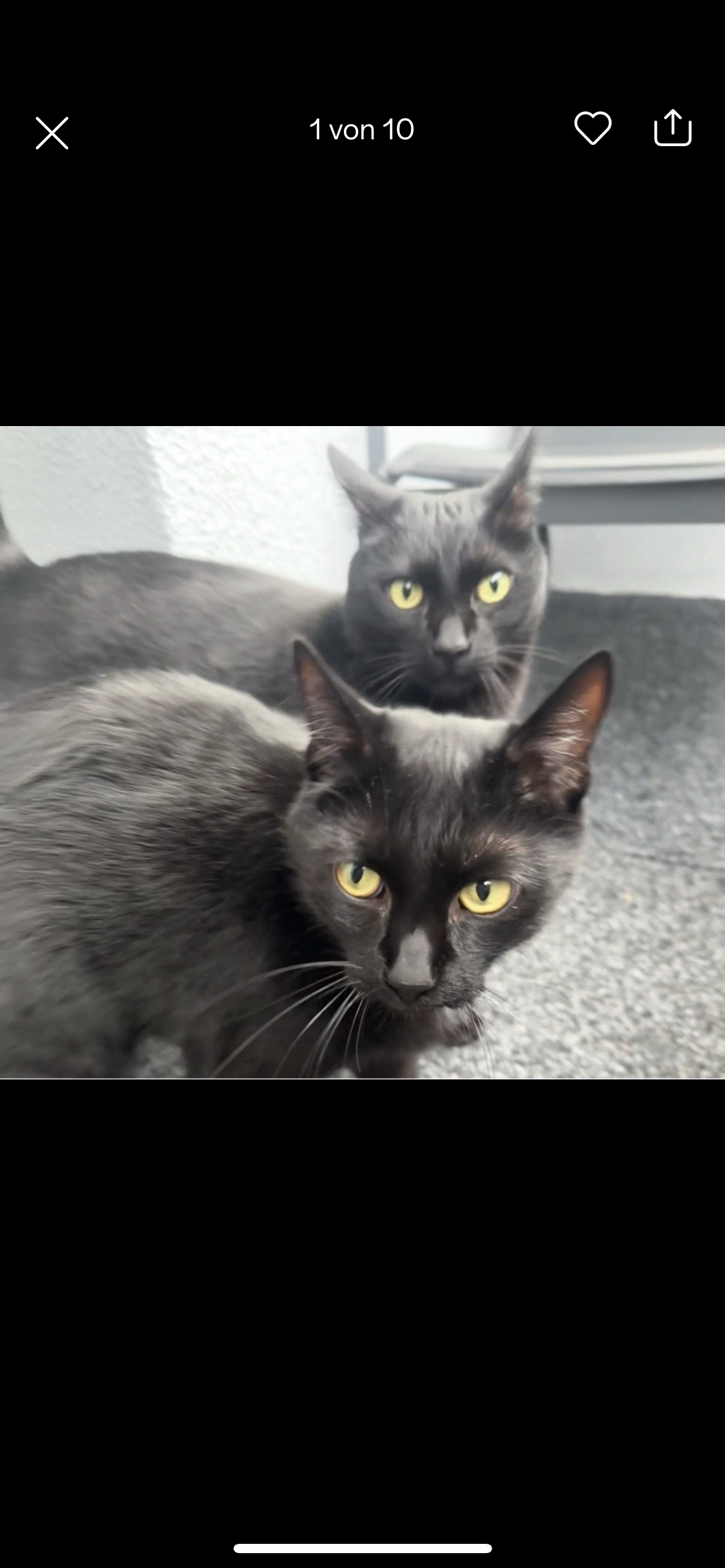 Kapi (Kaplan) und Zeytin - Schwarmstedter Straße, Wedemark