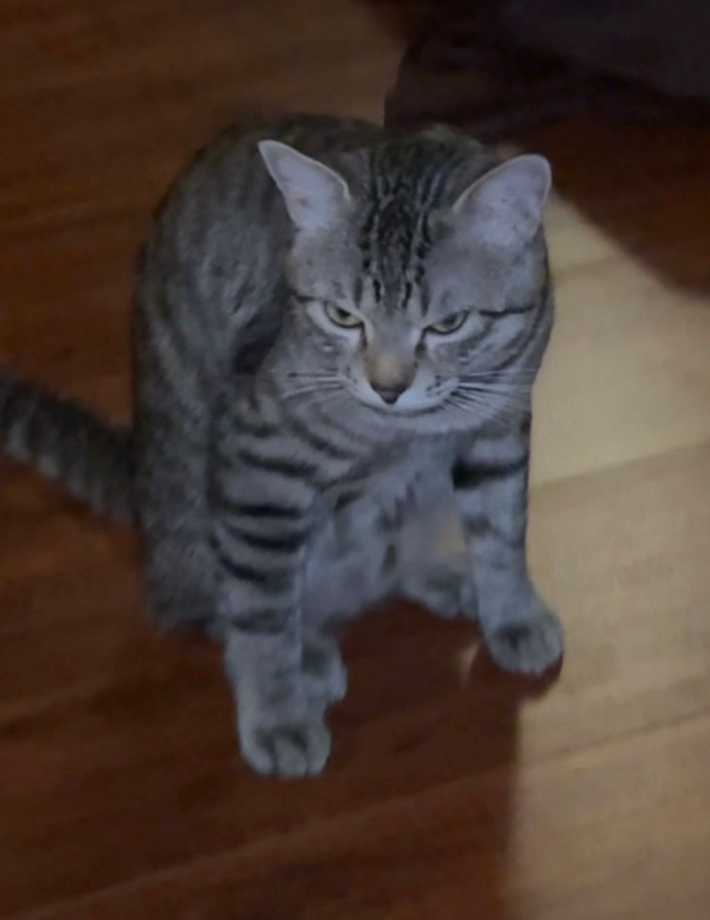 Simba - Siddhapudur Road, Coimbatore